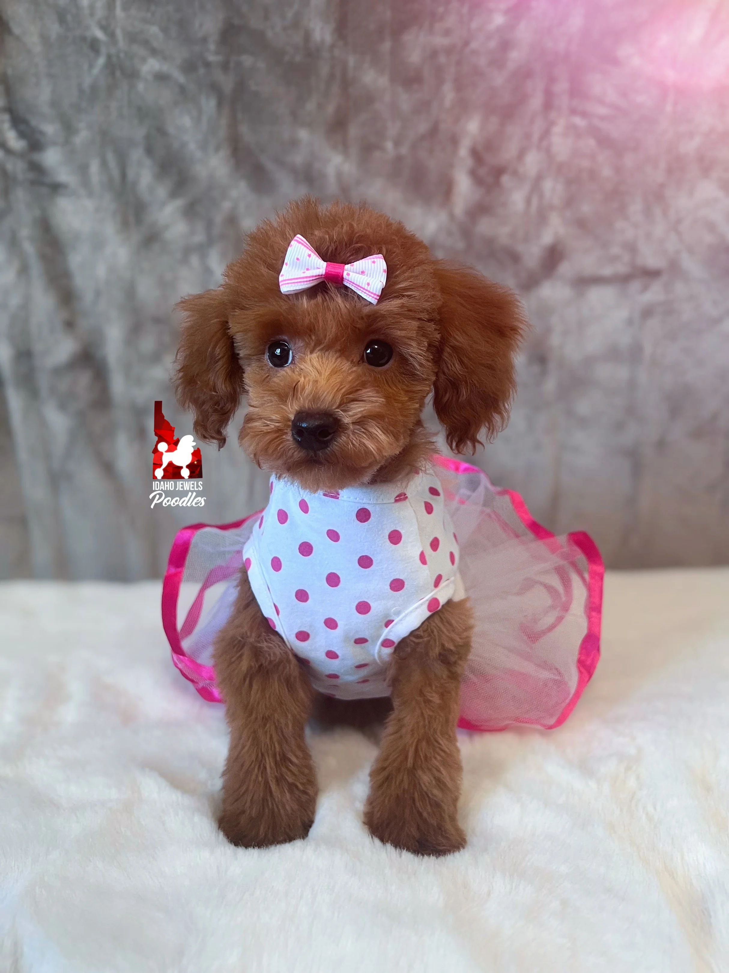 Mist, Red Toy Poodle Girl ~ Breeder or Pet