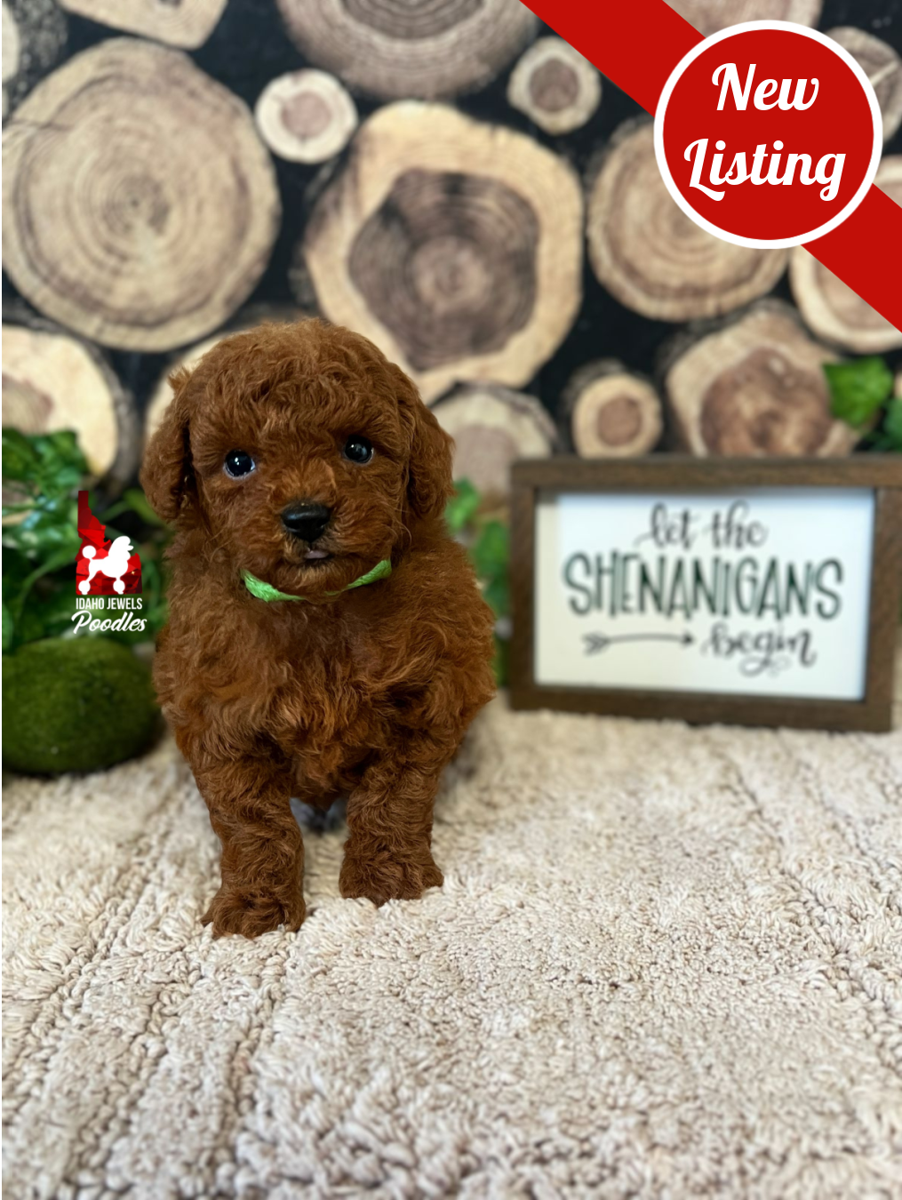 Balto, Red Toy Poodle Boy~ Pet