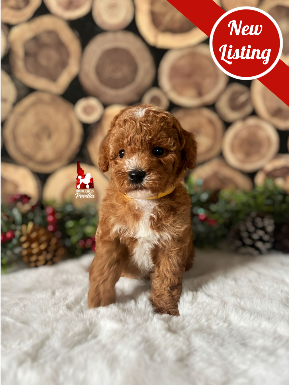 Tundra, Red with White Markings Mini Poodle Girl~ Breeder or Pet
