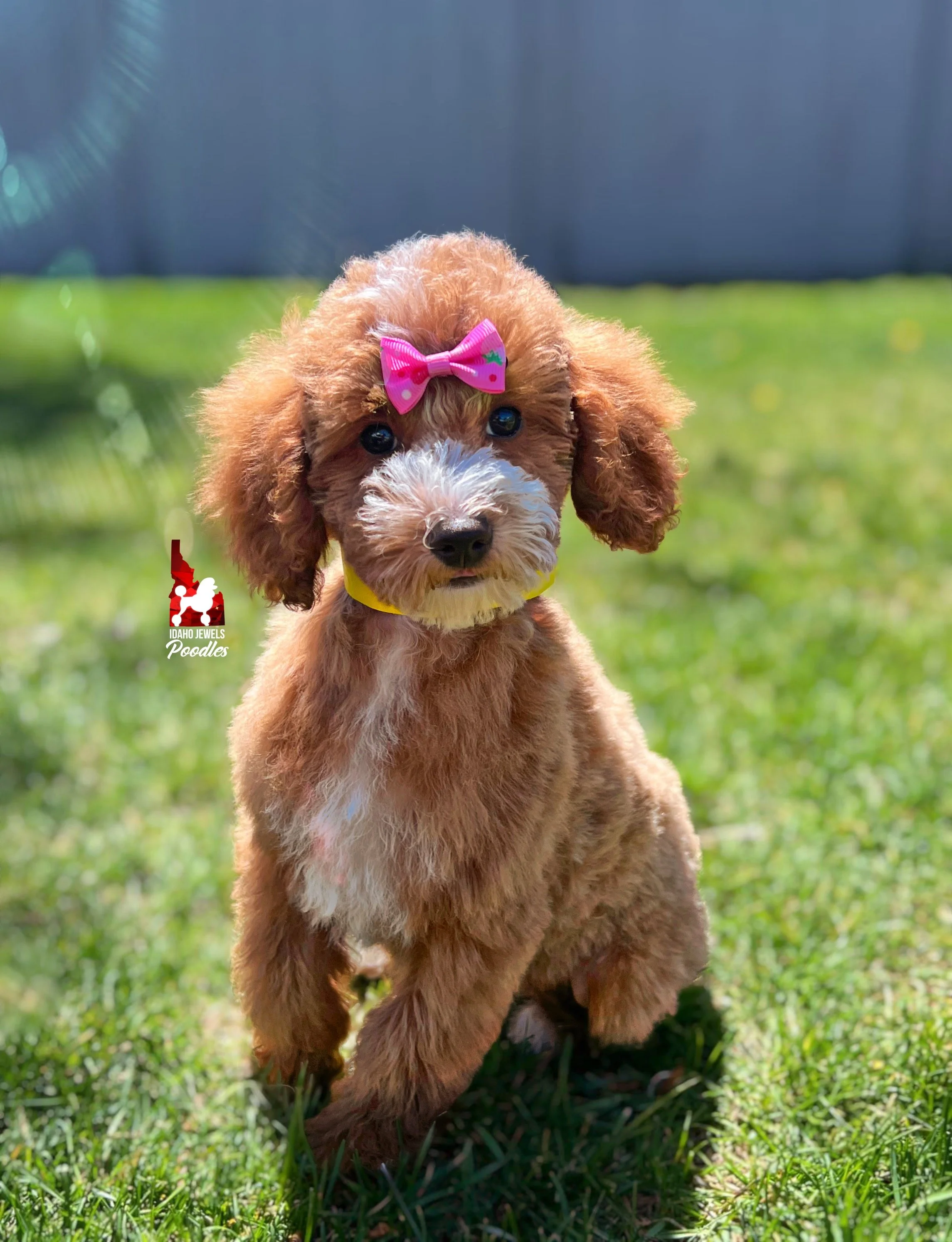Vienna, Red w/ White Mini Poodle Girl ~ Pet