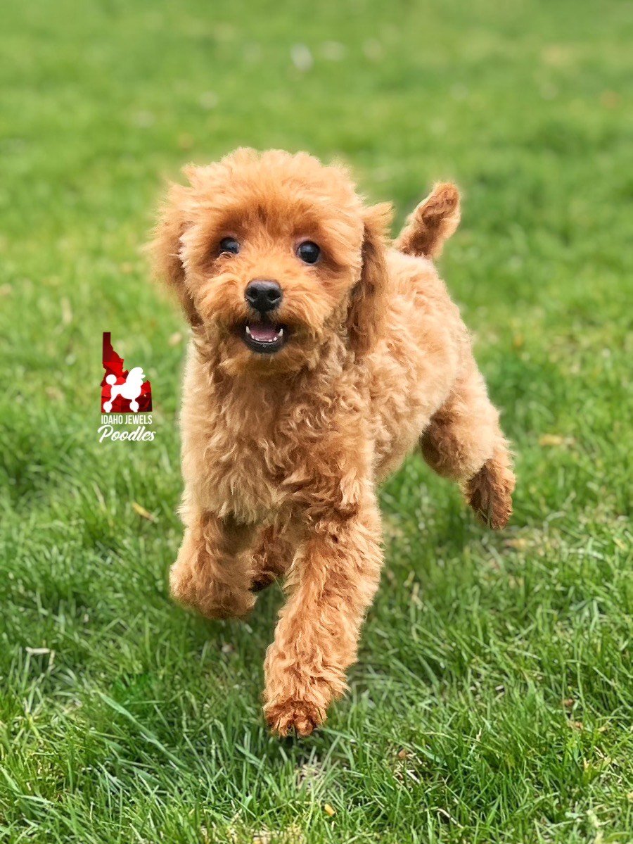 Teddy - 16 wks (2).jpeg