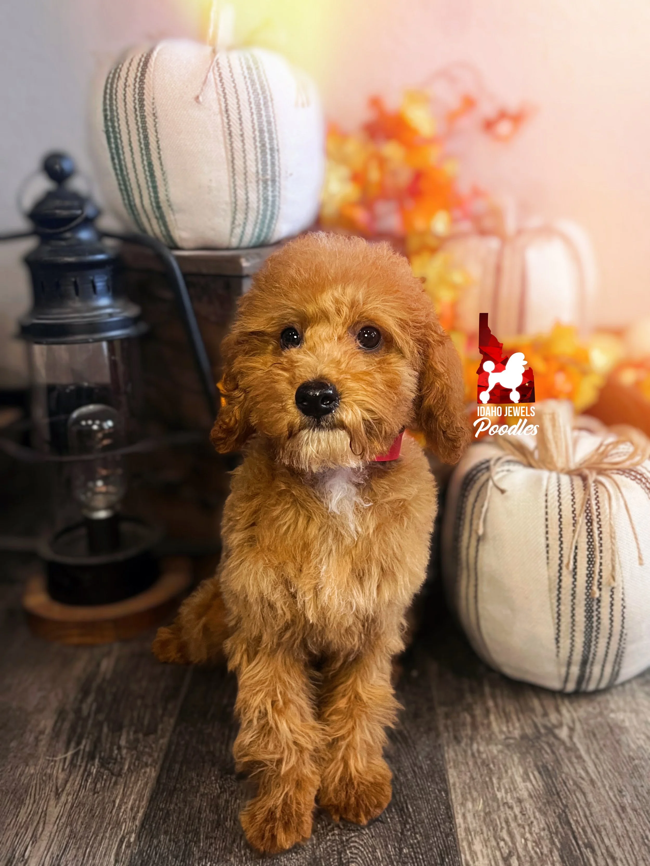 Bramble - 16 wks-2.jpg