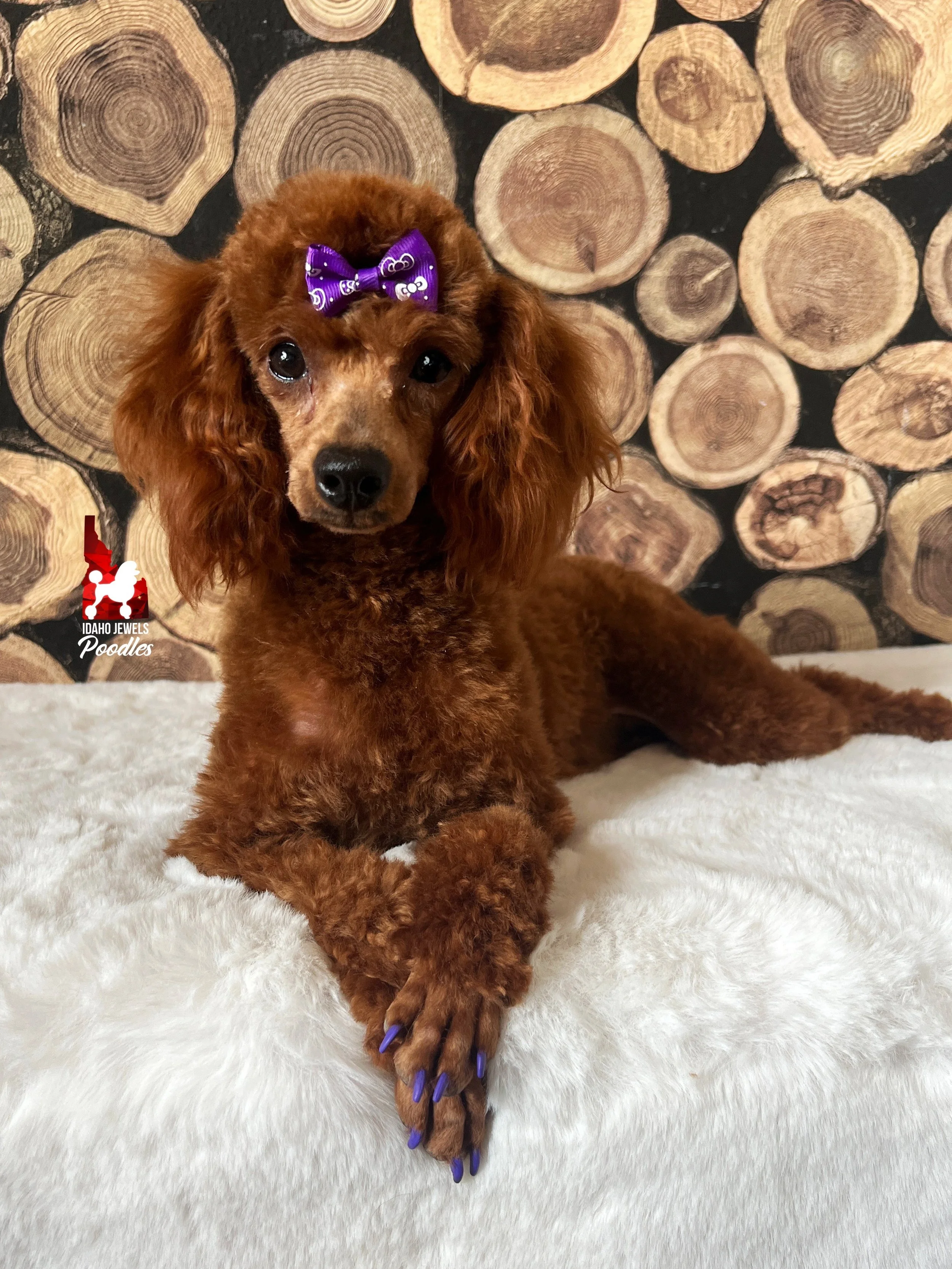 Daphne - shaved face (2).jpeg