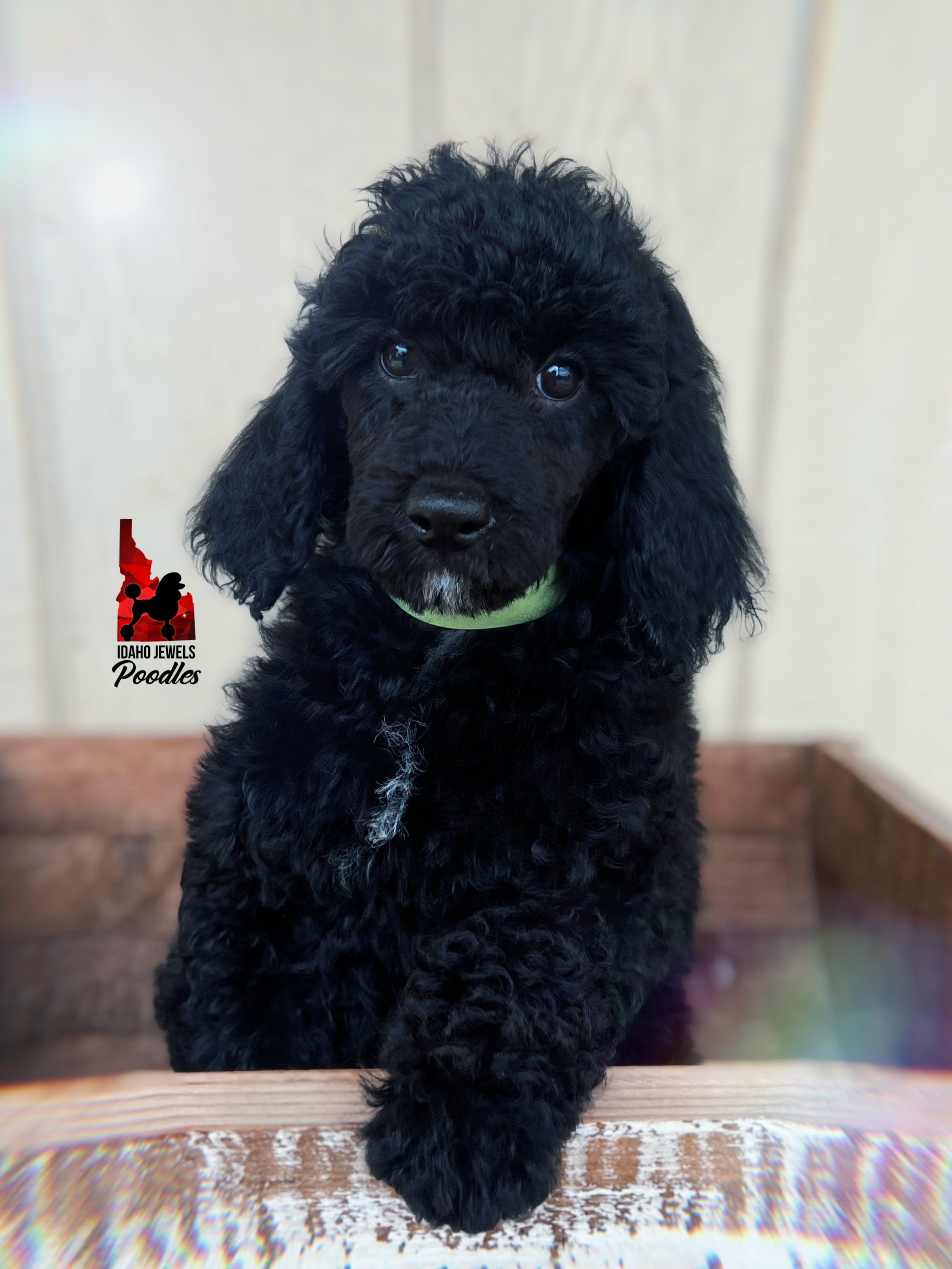 Teddybear, Black w/ White Small Moyen-Sized Poodle Boy ~ Pet