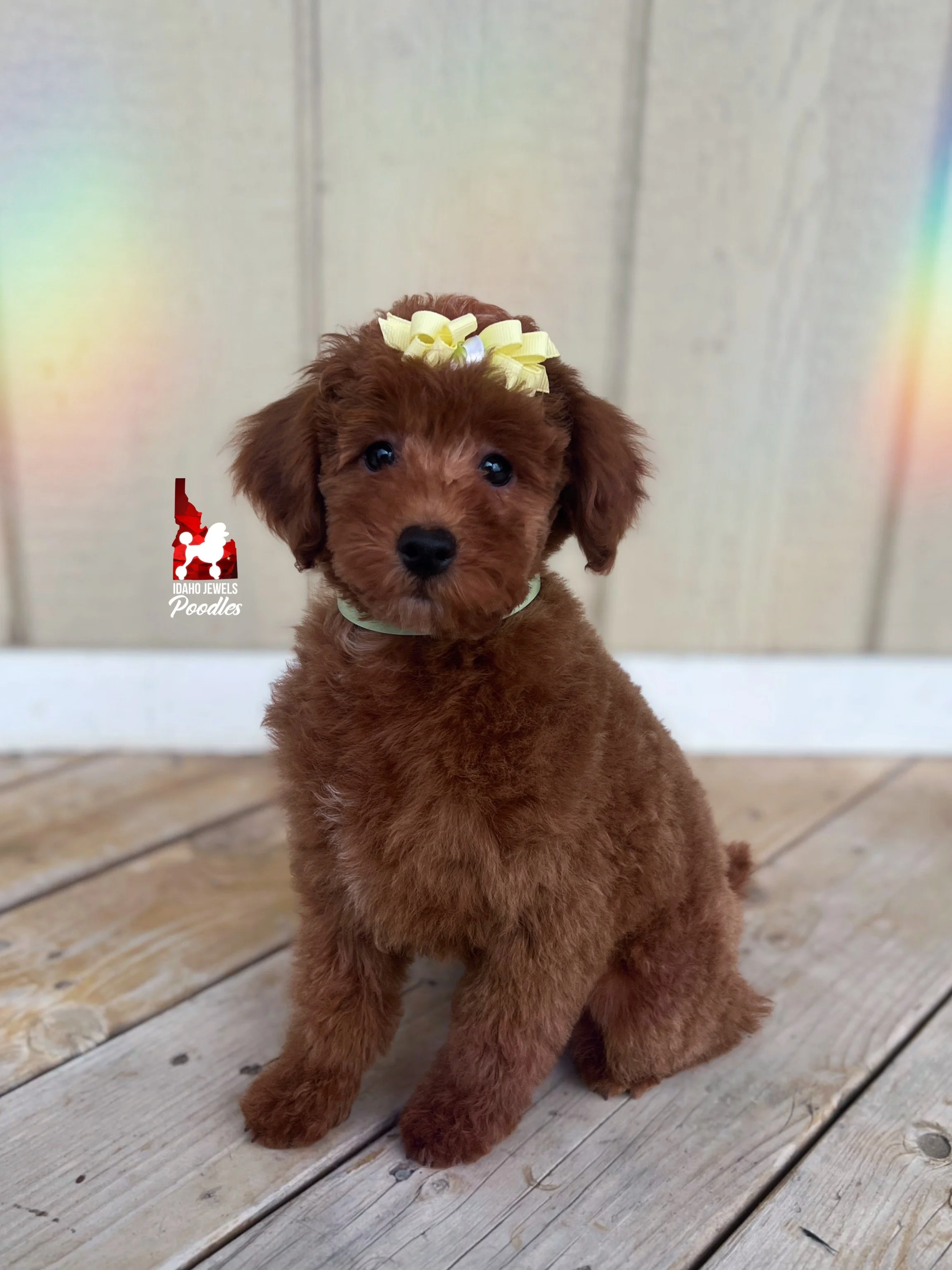Tally - 12 wks (3).JPG