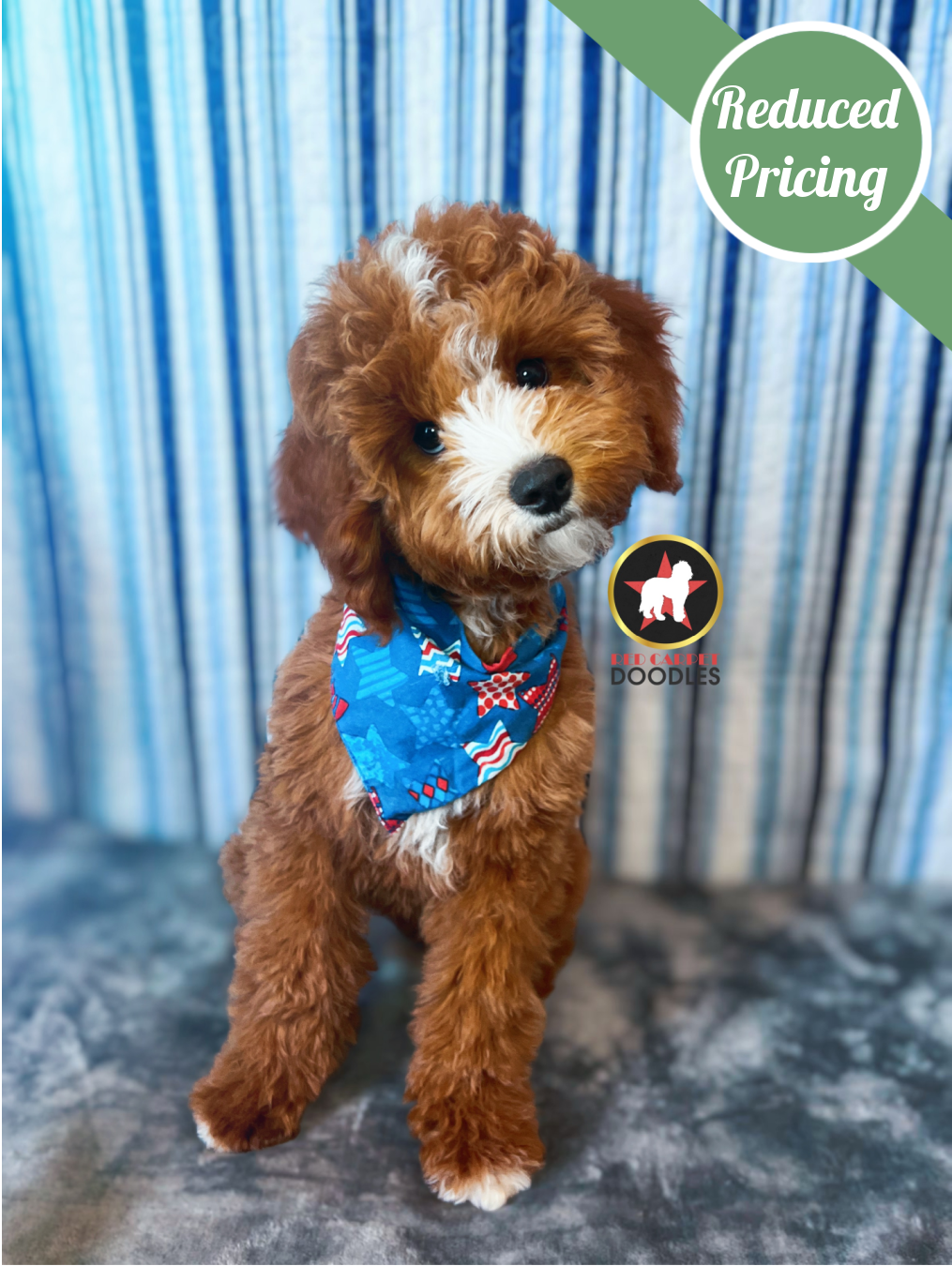 Flint, Red w/ White Cavapoo Boy