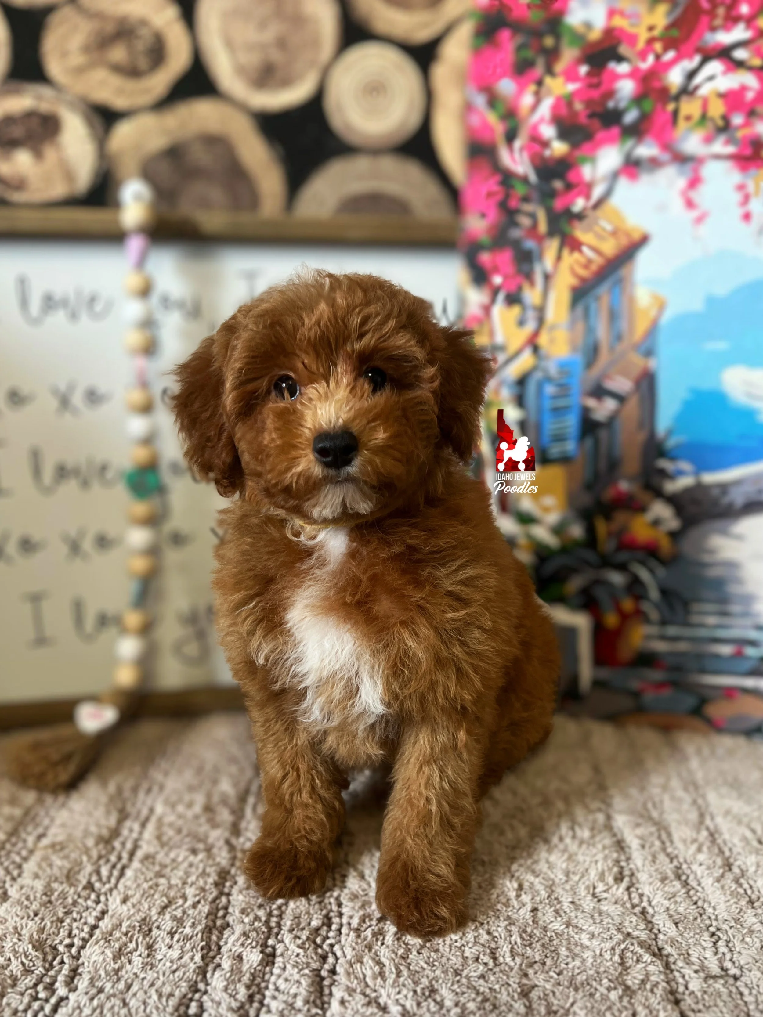 Sunny, Red w/ White Markings Mini Poodle Boy~ Breeder or Pet