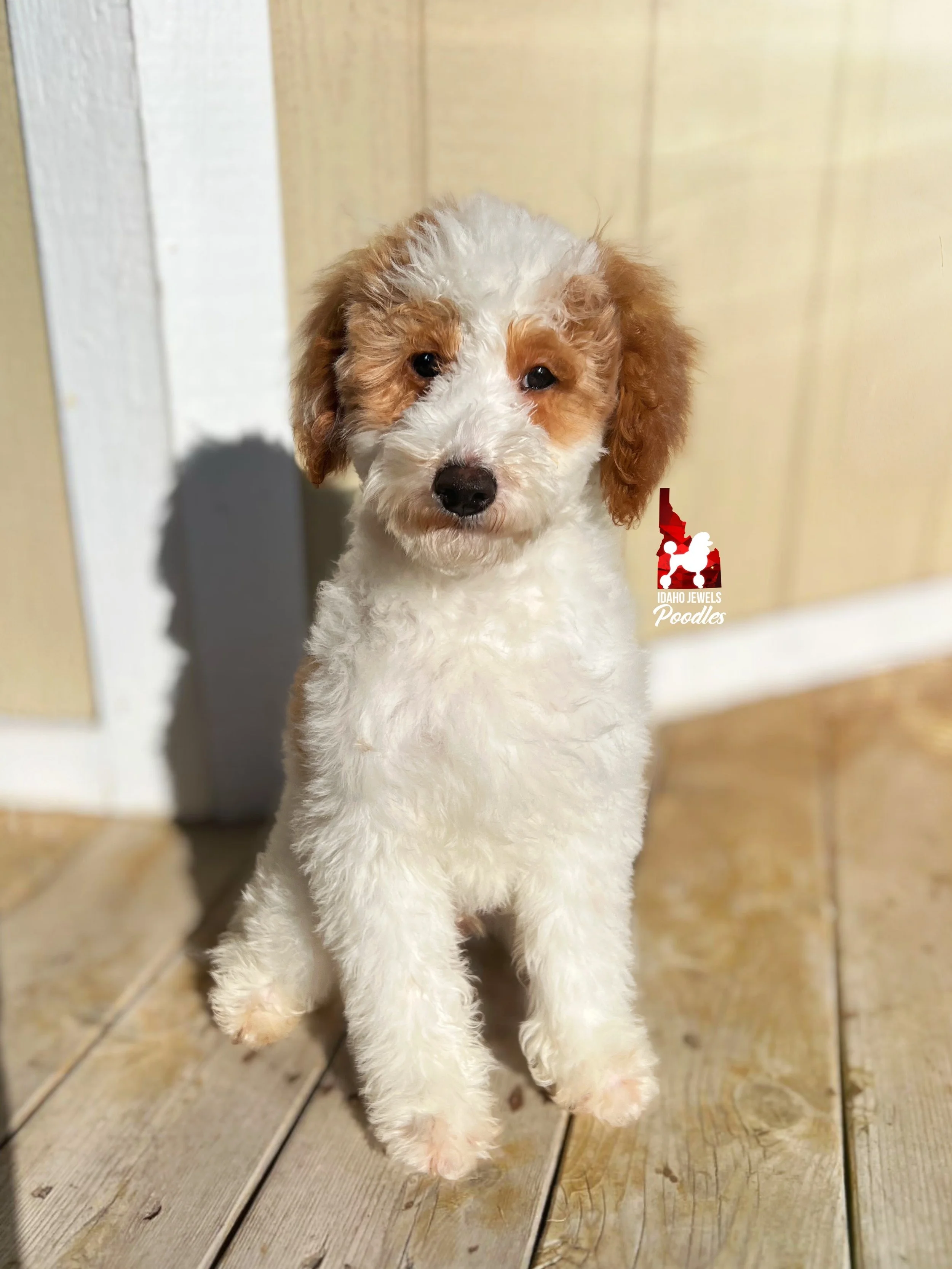 Teddy - 19 wks (1).jpeg