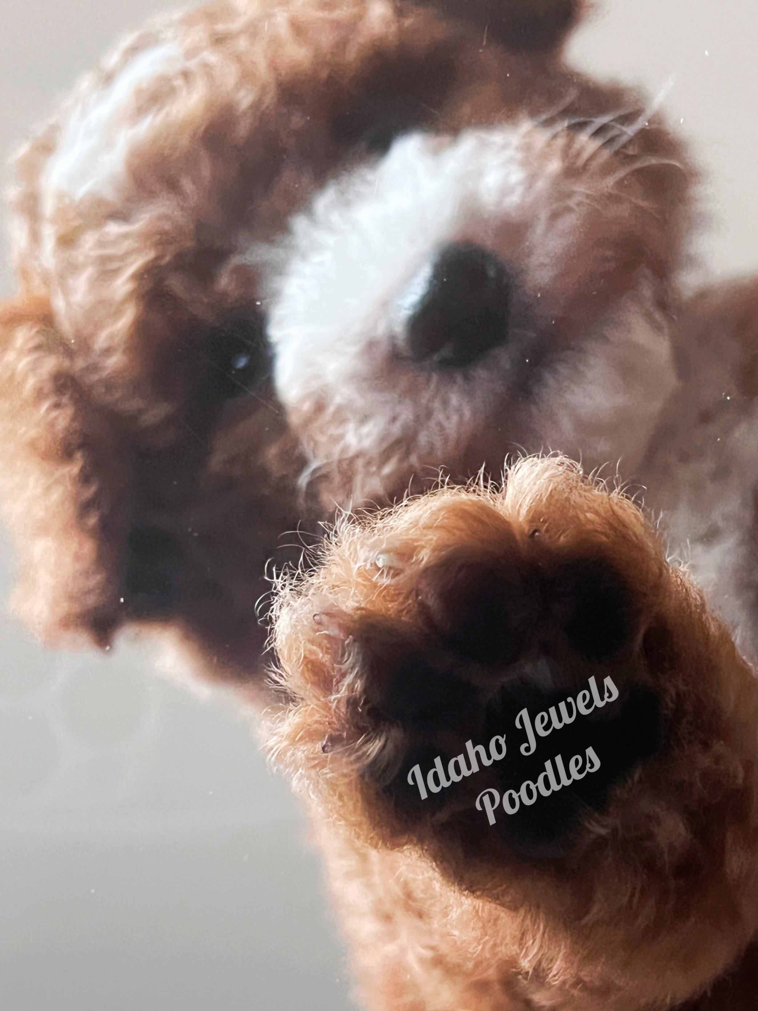 woody - paw photo edit.jpg