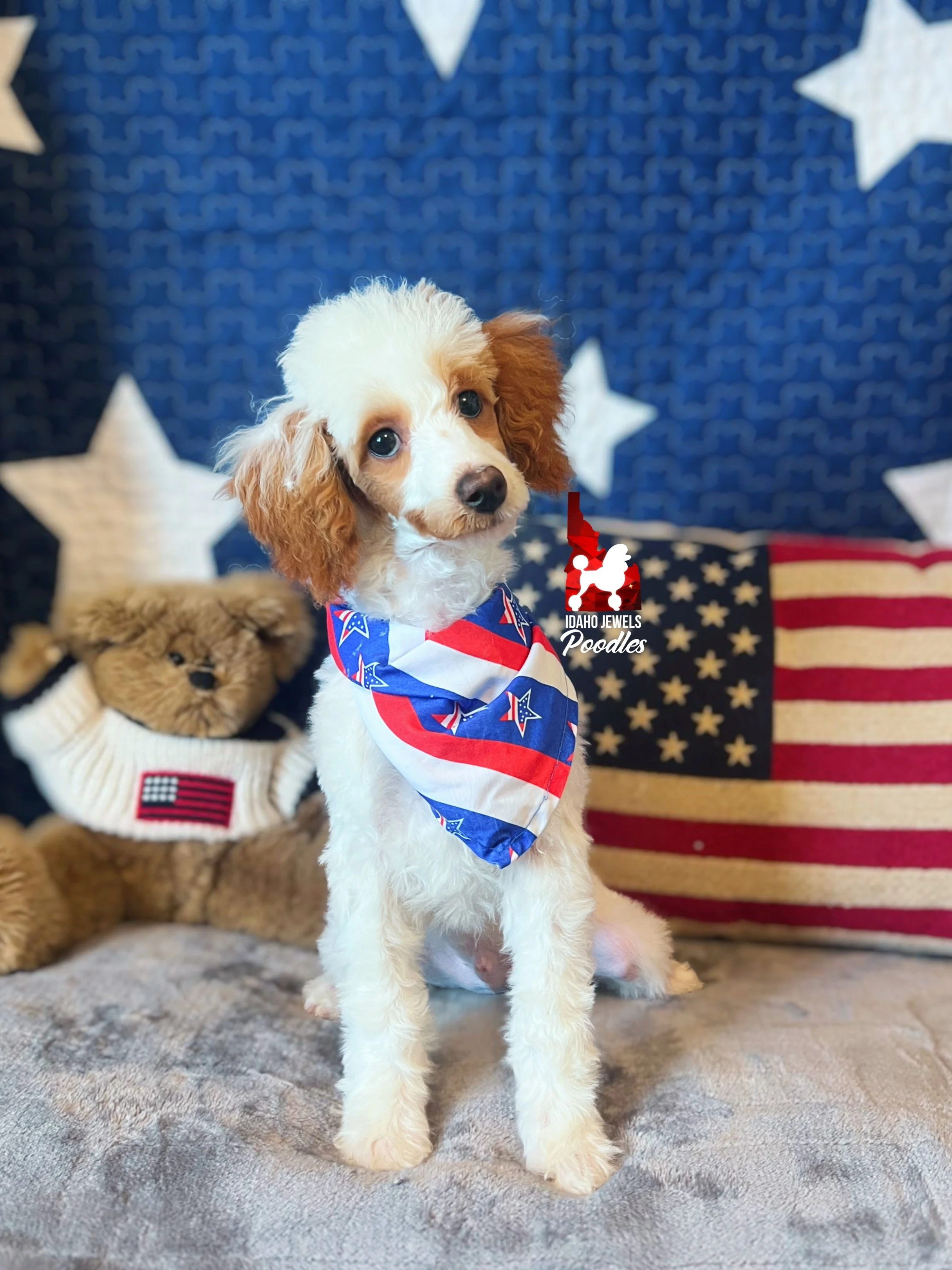 Pongo, Red Parti Mini Poodle Boy~ Breeder or Pet