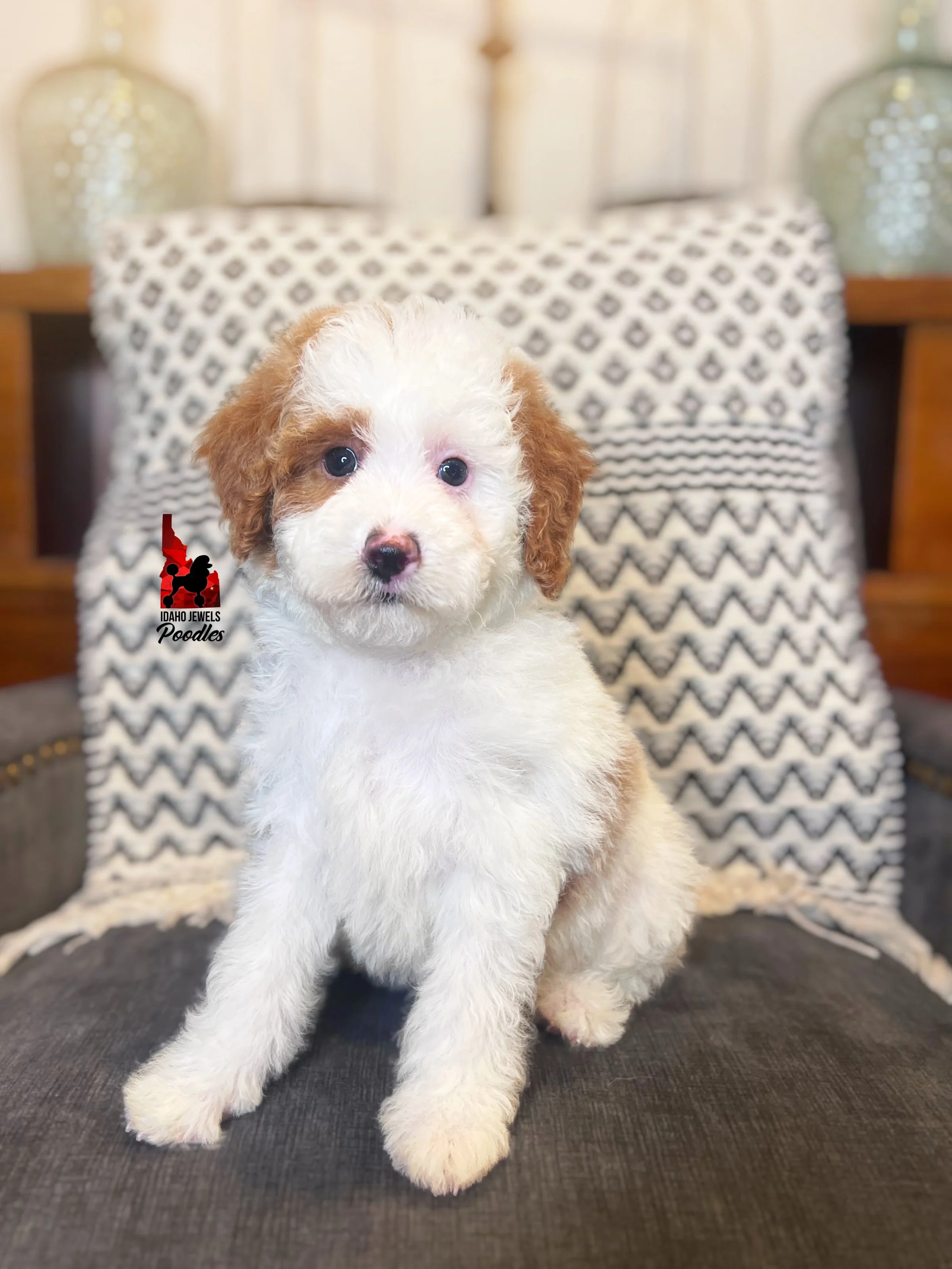 Mushu, Red Parti Mini Poodle Boy~ Pet