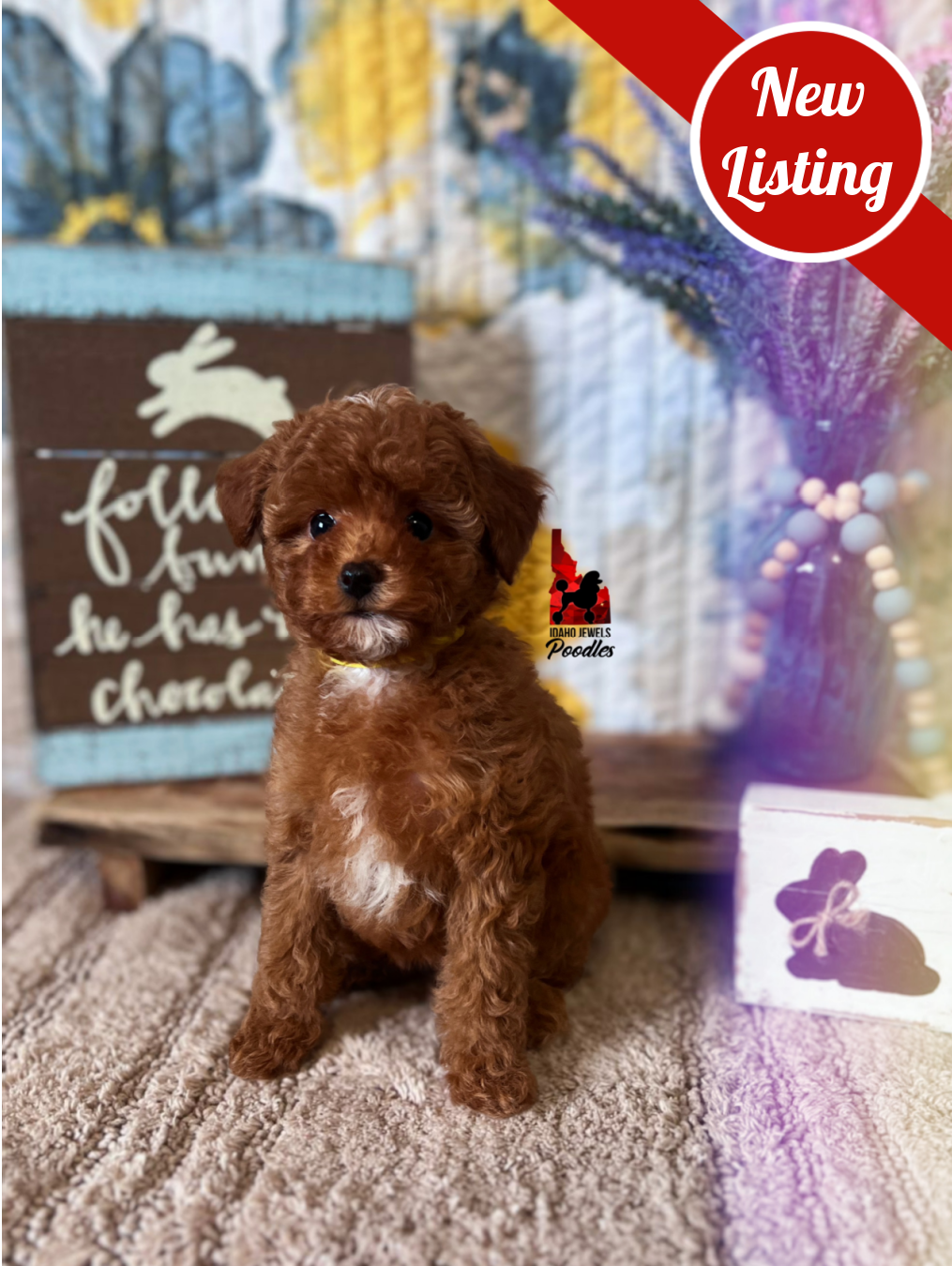 Vixen, Red with White Markings (Hidden Phantom) Toy Poodle Girl~ Breeder