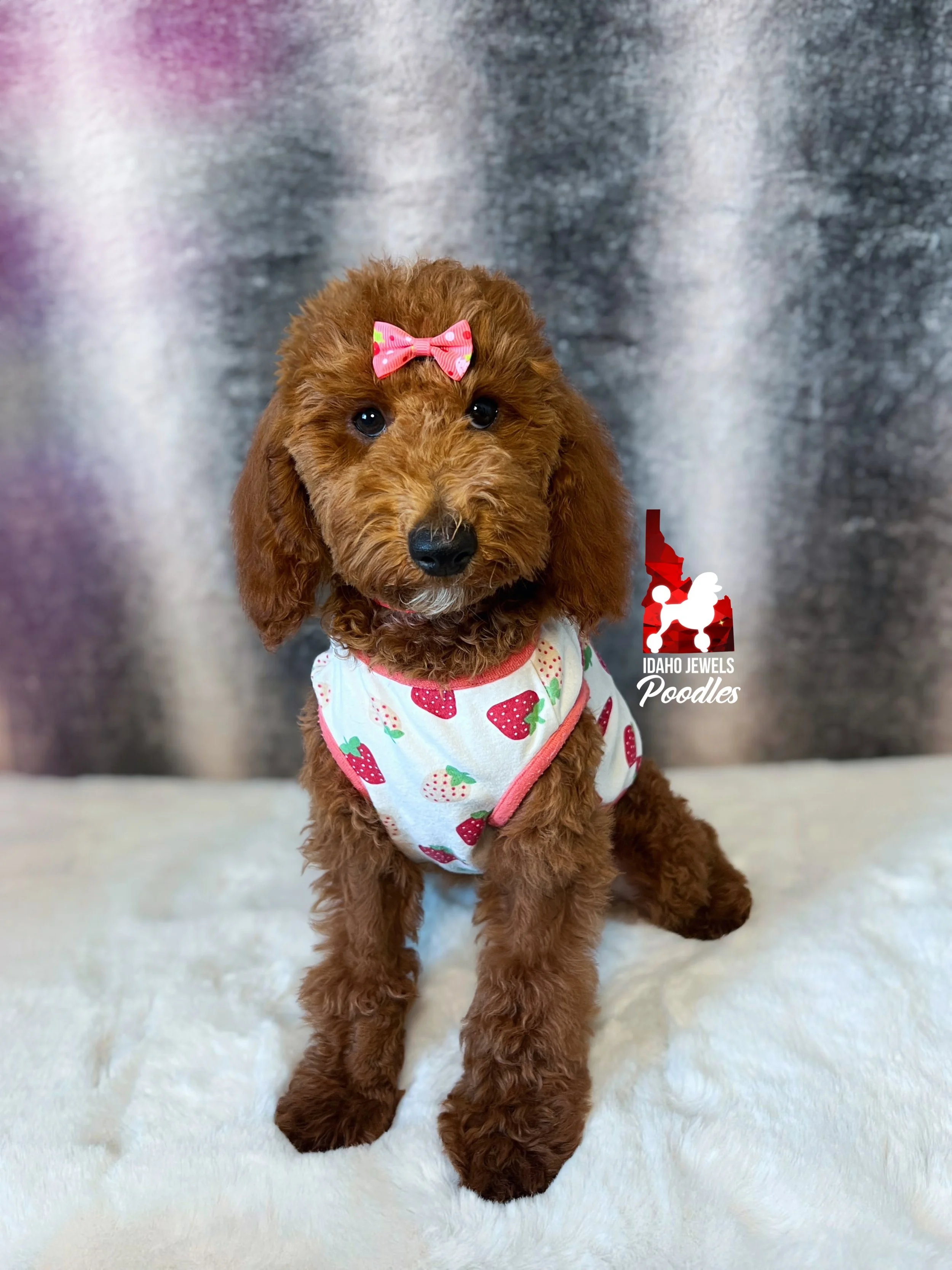 Audrey - 16 wks.jpg