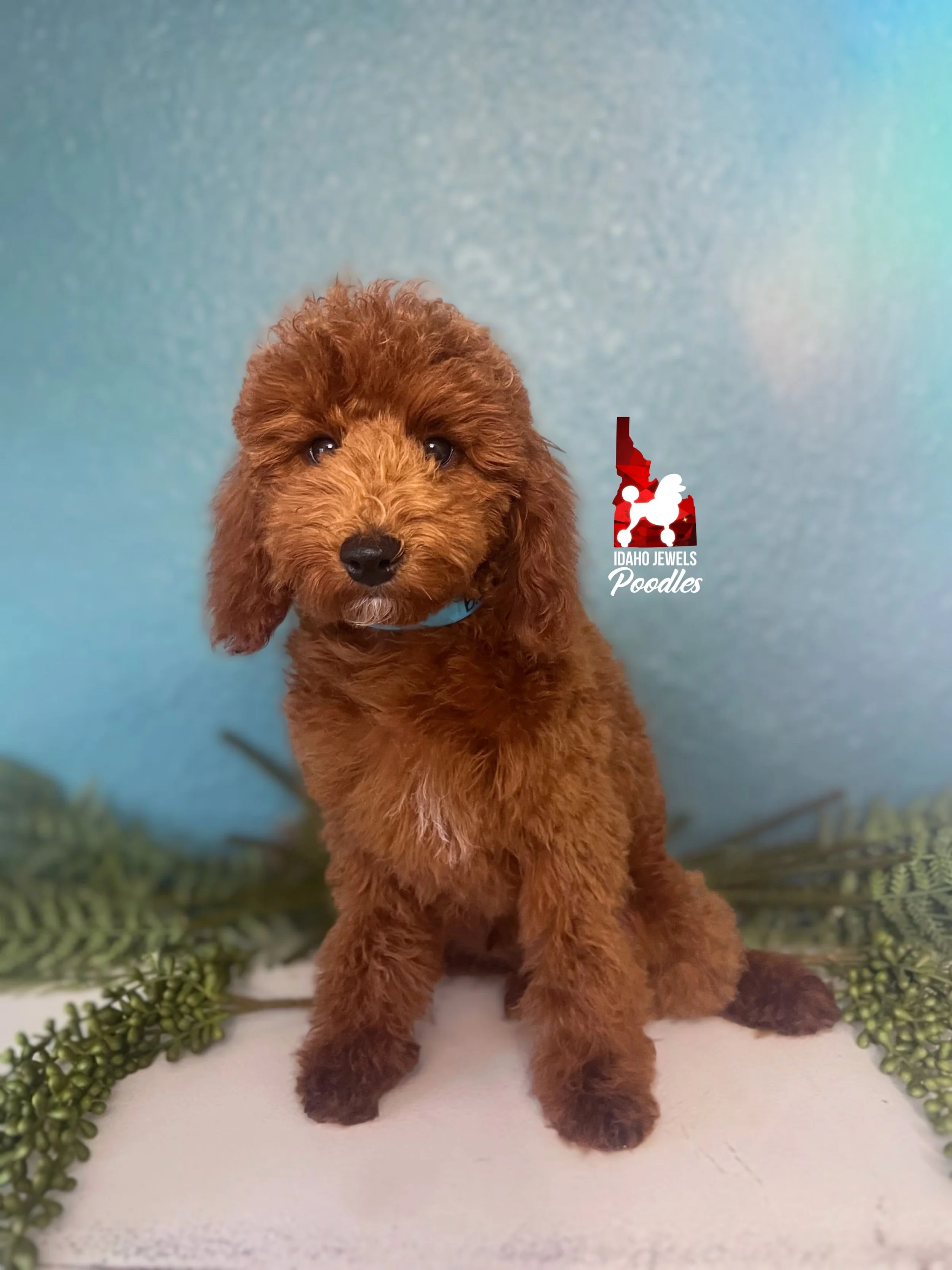 Biscuit - 16 wks.jpg