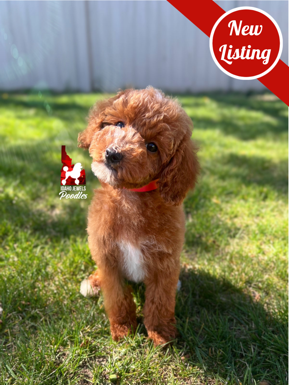 Lincoln, Red w/ White Small Mini Poodle Boy~ Pet