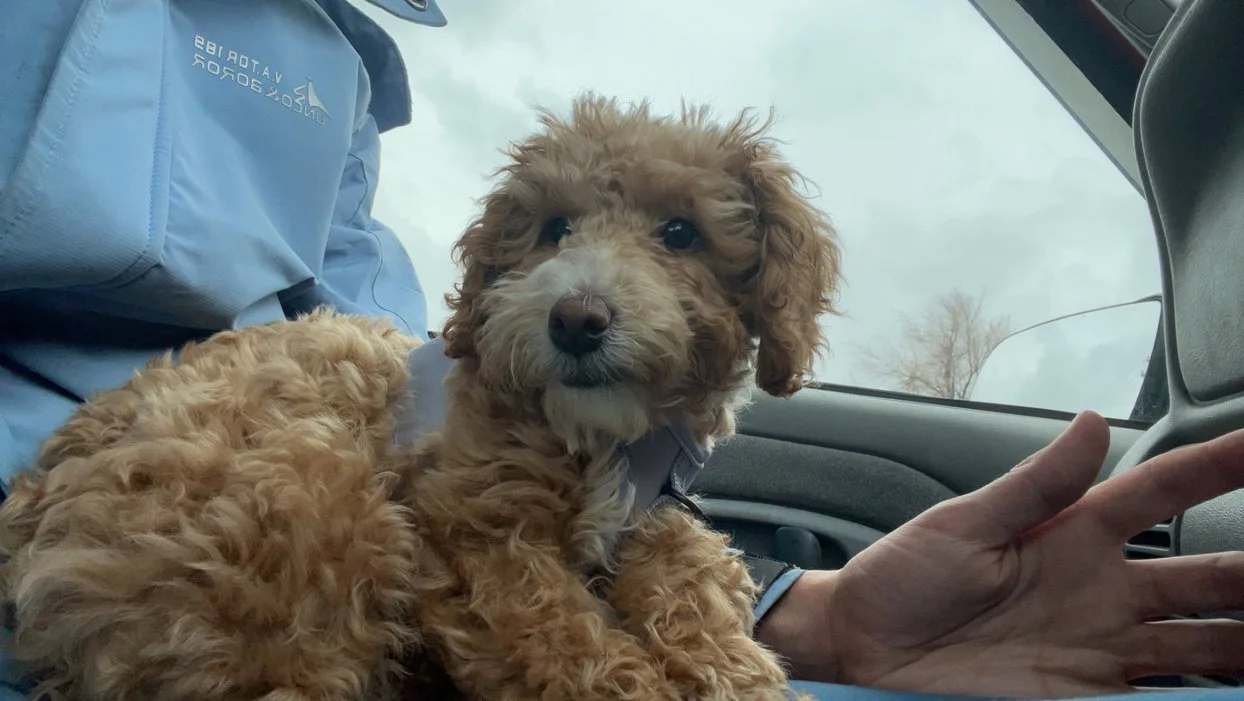 Pink Jett puppy Piper Kimberly Harsoch (1).jpeg