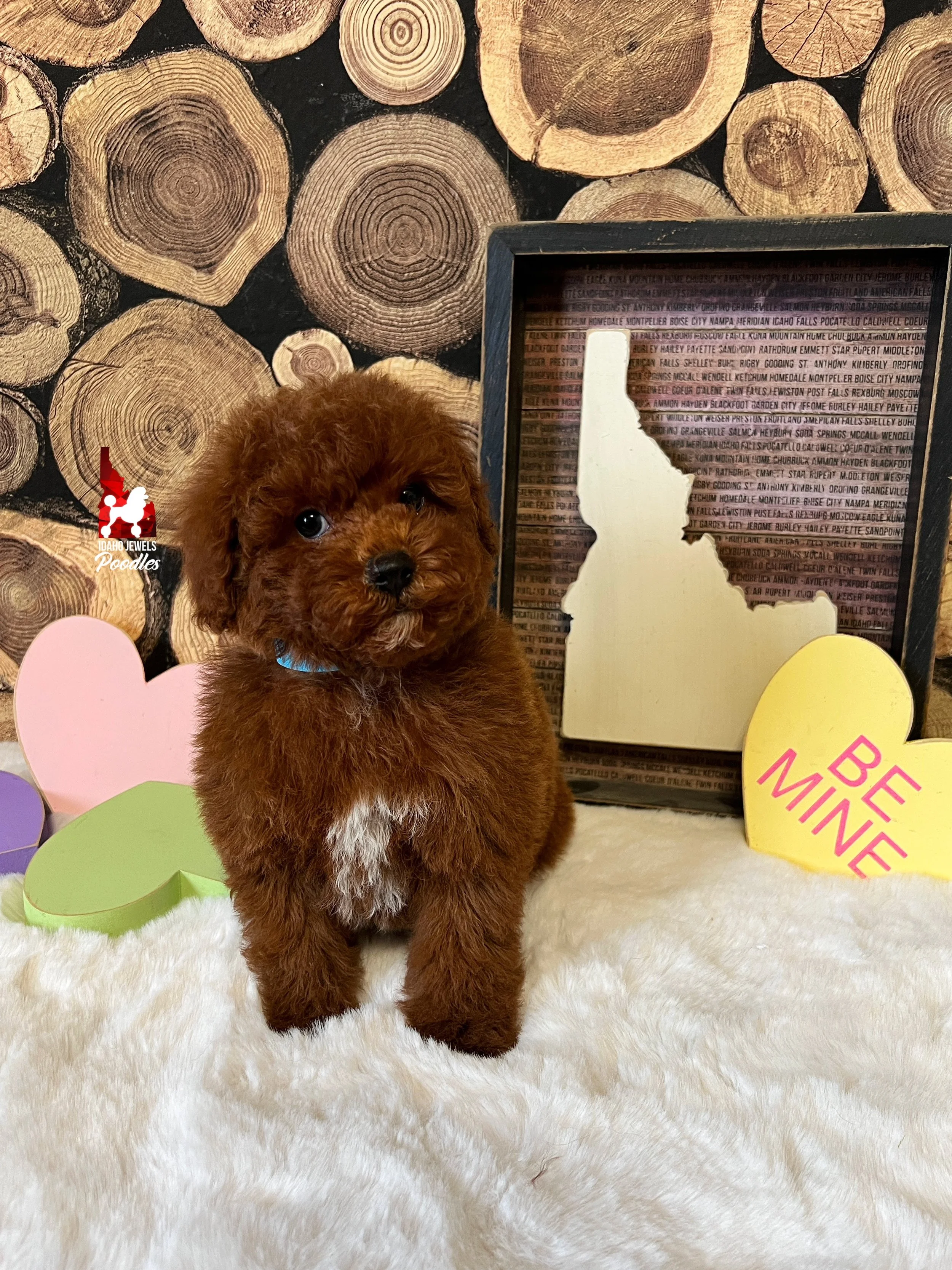Cody, Dark Red w/ White Markings Small Mini Poodle Boy~ Pet