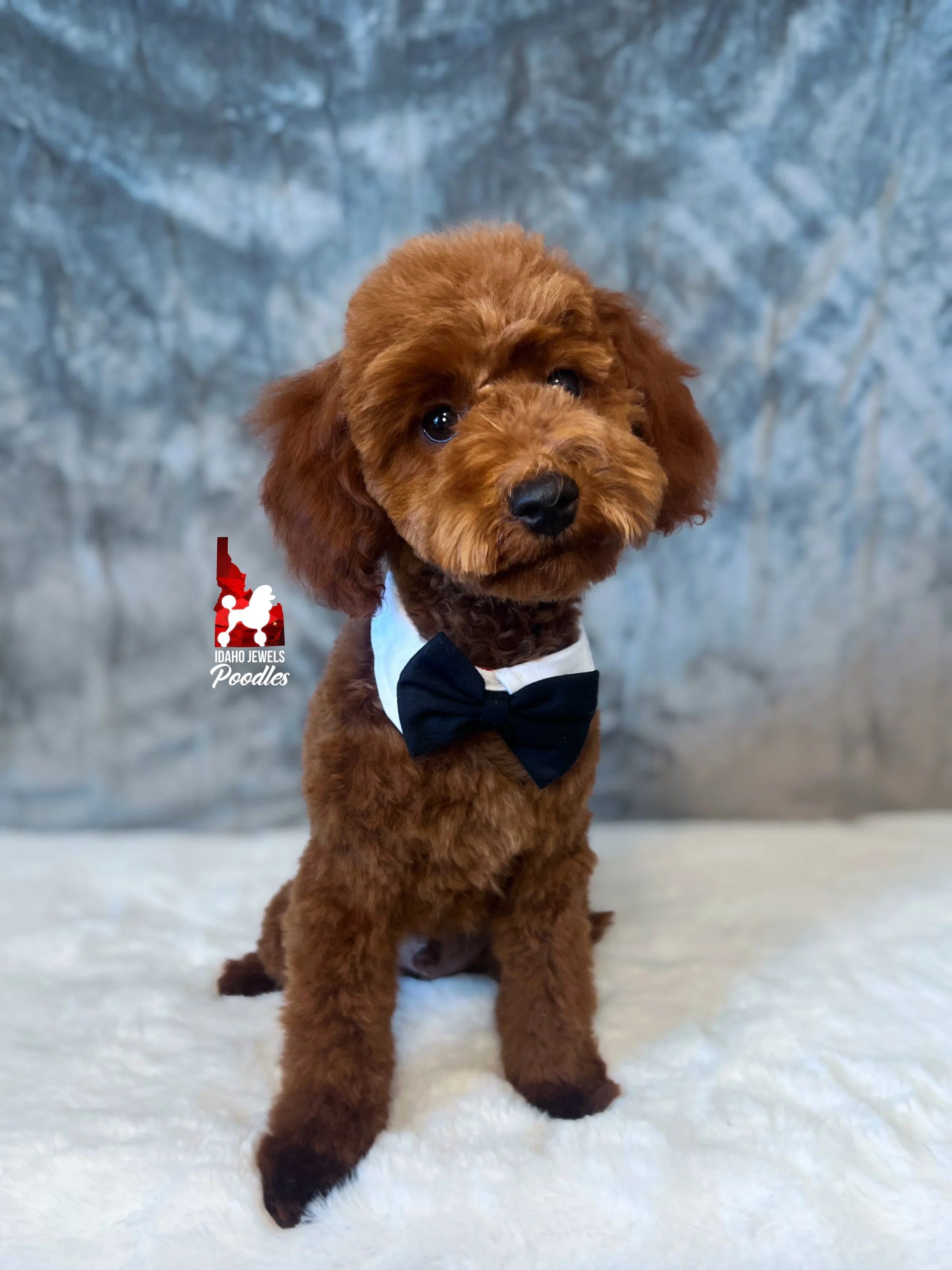 Toffee - 20 wks-2.jpg