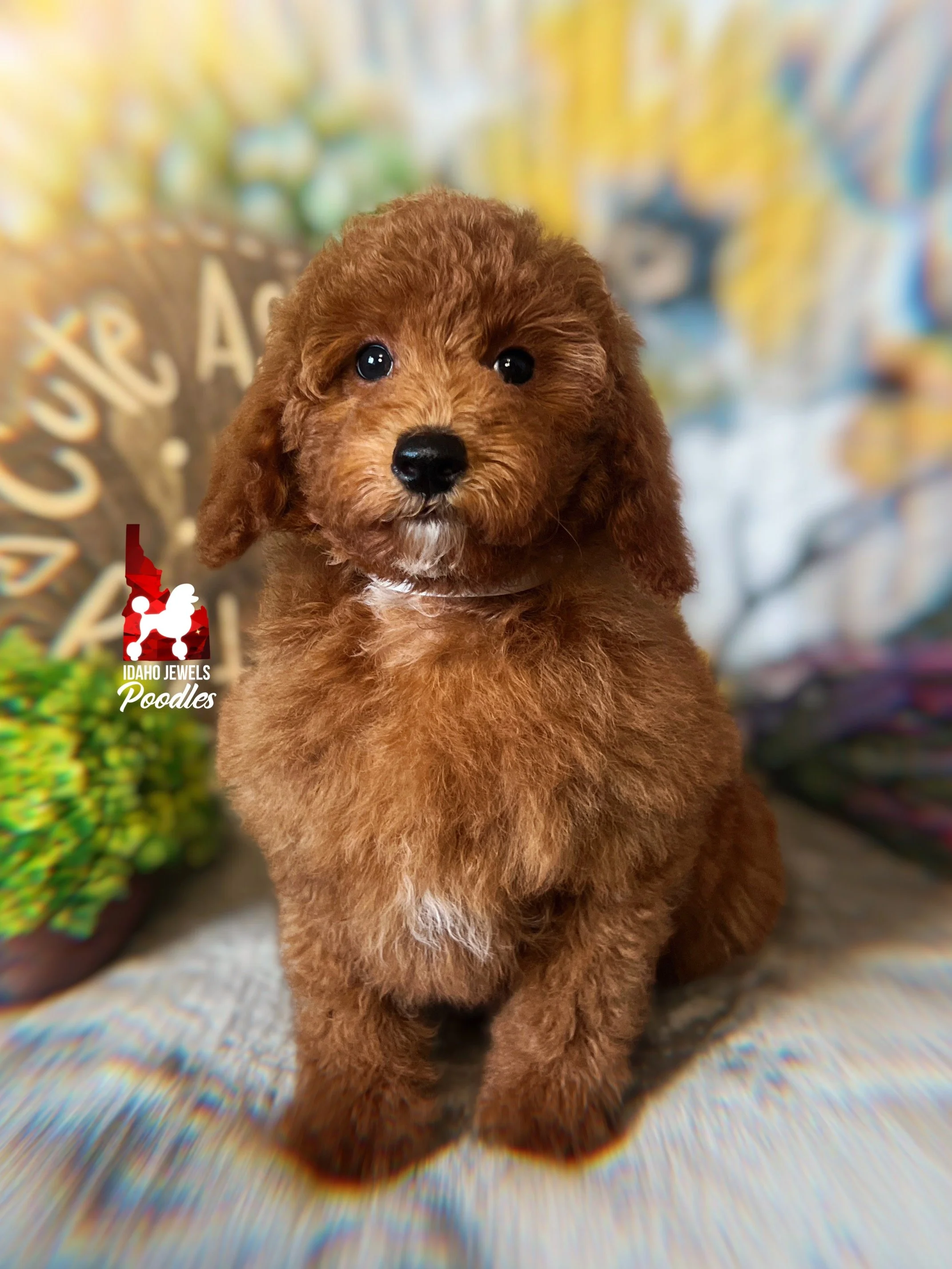 Ava - 10 wks-2.jpg