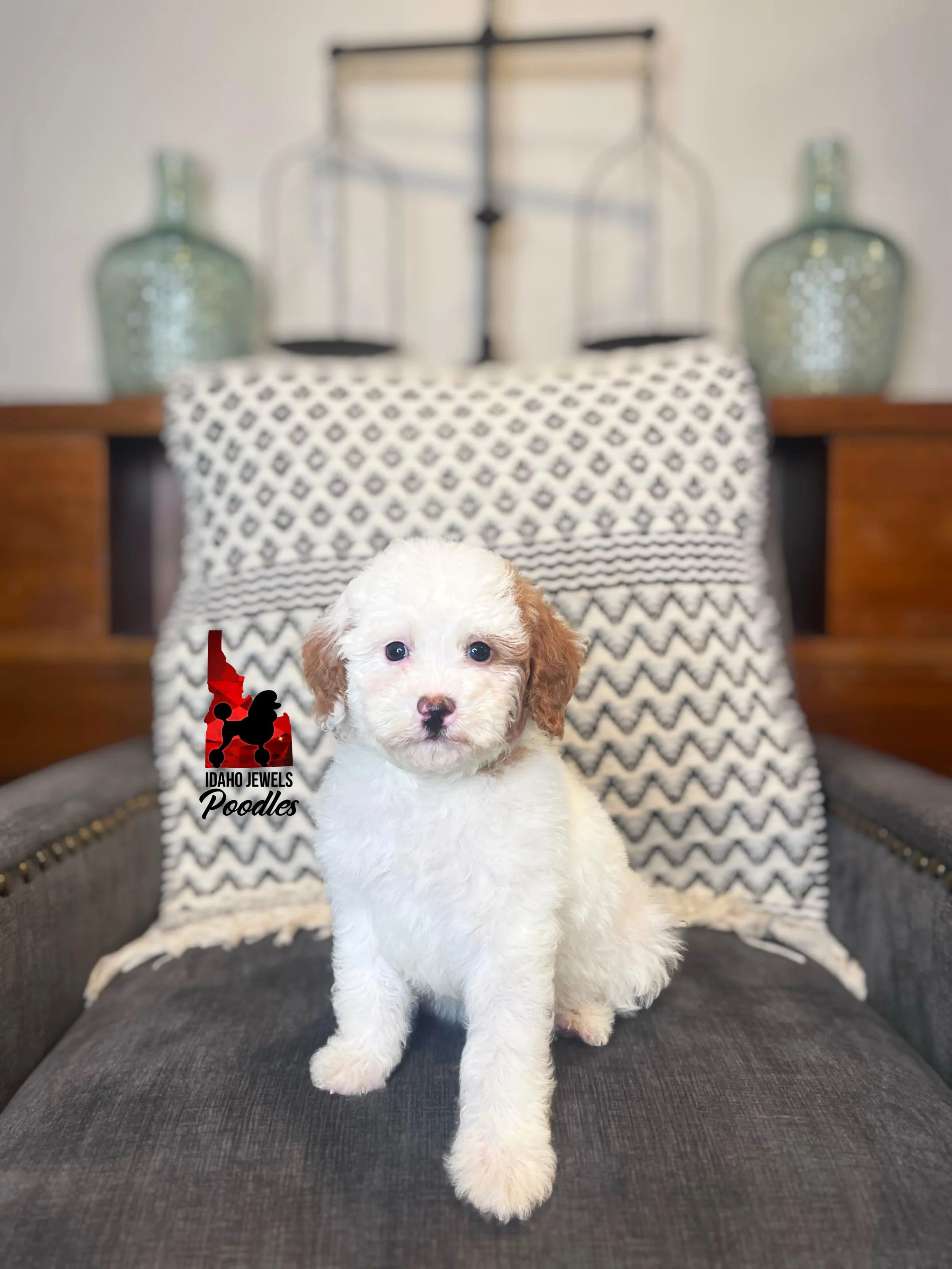 Nala - 8 wks-2.jpg