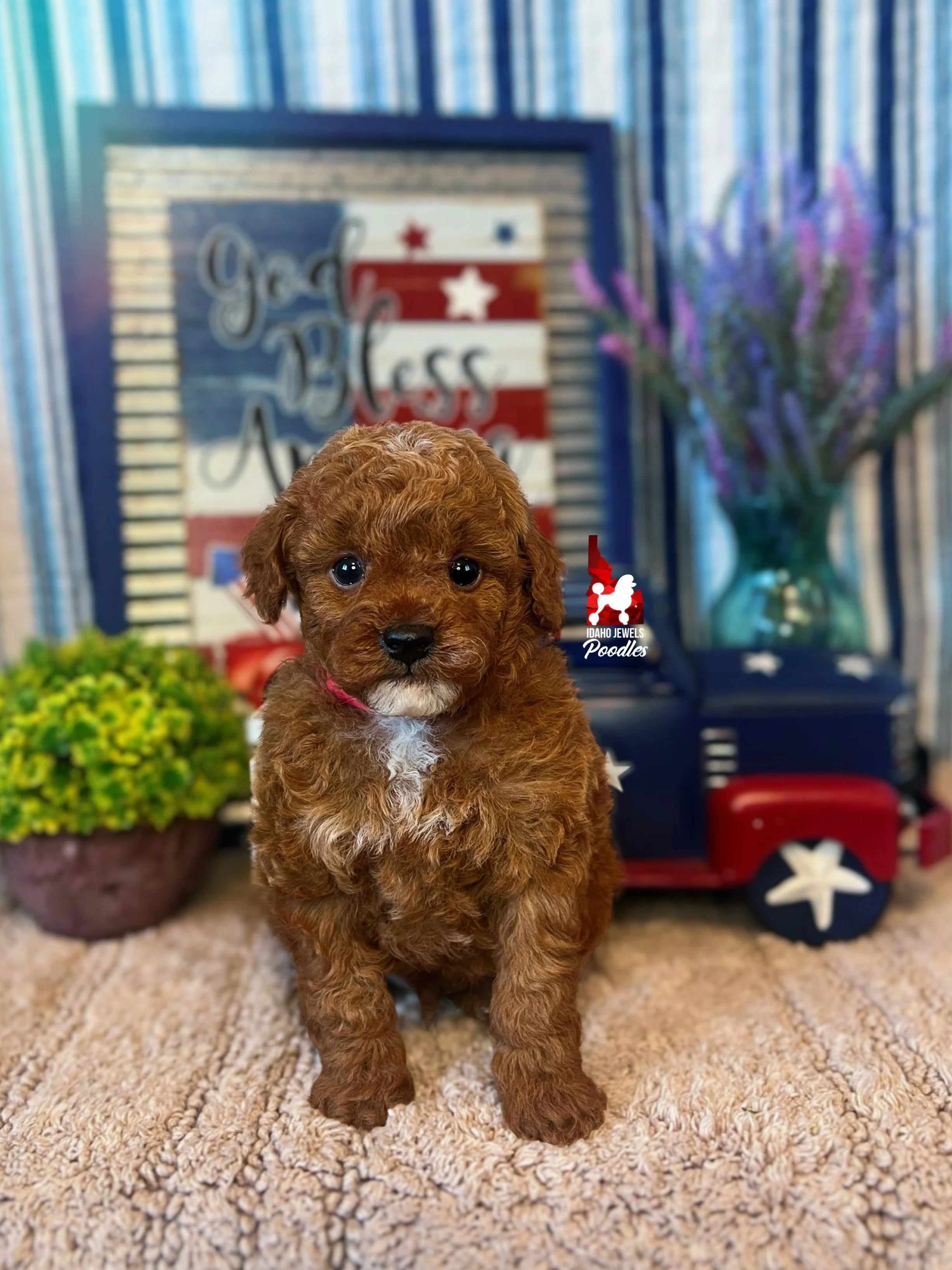 Bramble - 6 wks-1.jpg