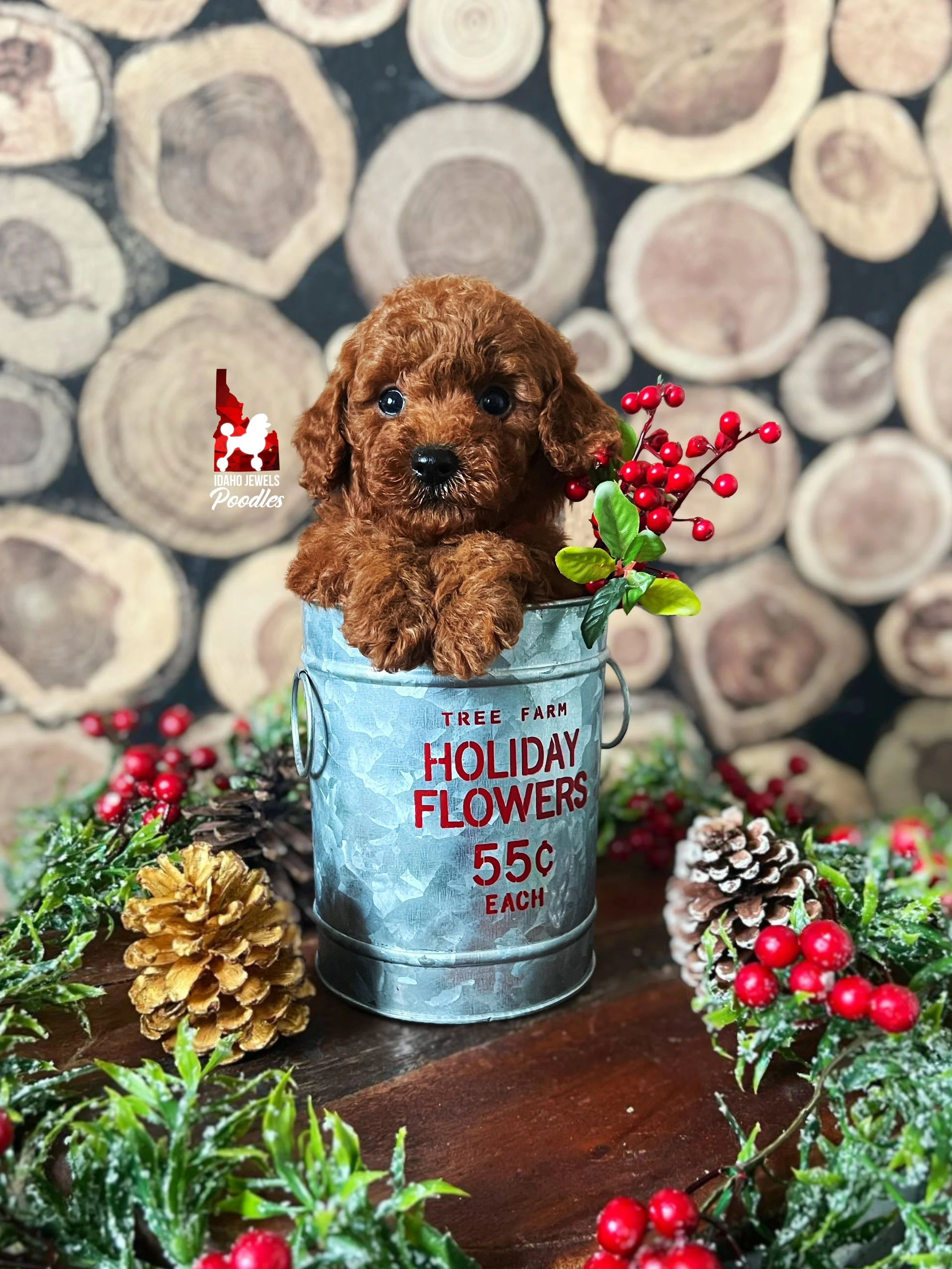 Rudy - 6 wks (1).jpg