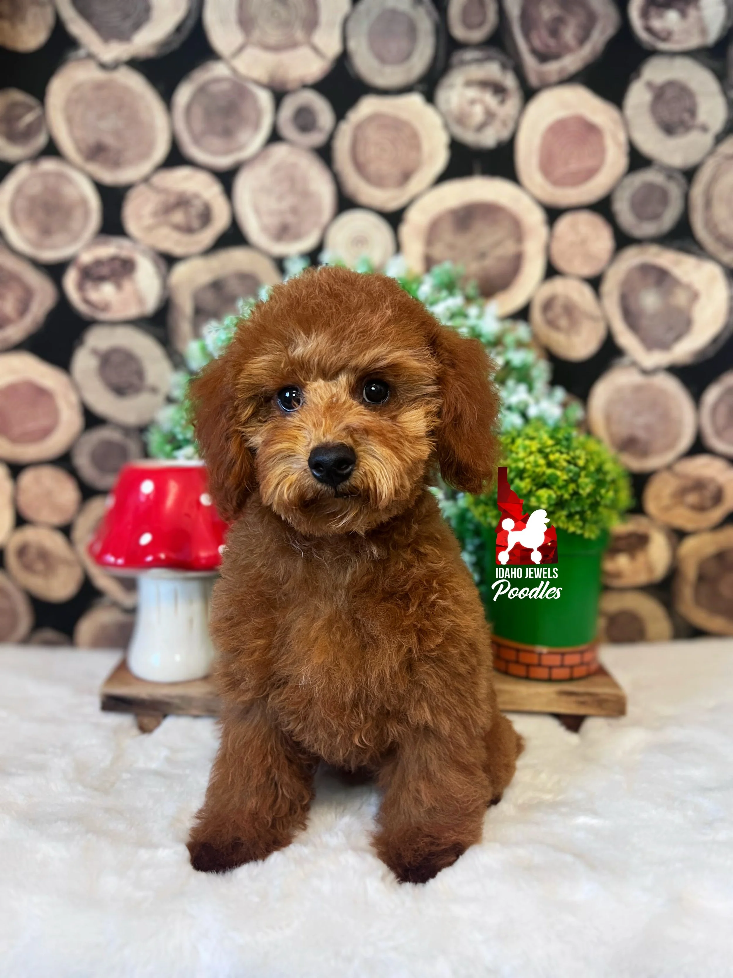 Mario - 16 wks-2.jpg
