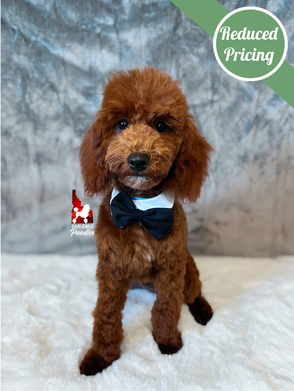Biscuit, Red Mini Poodle Boy ~ Breeder or Pet