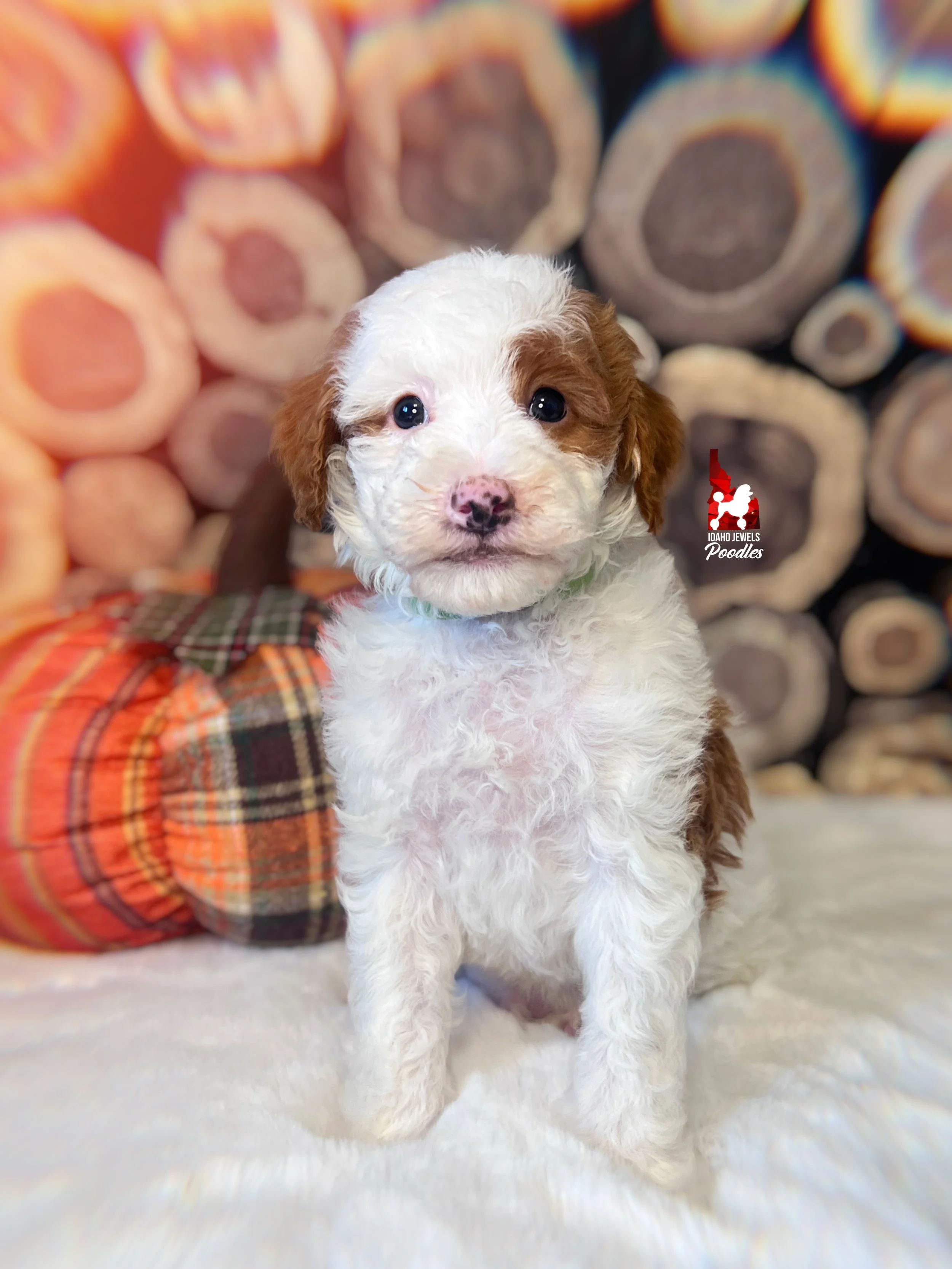 Curry - 6 wks-2.jpg