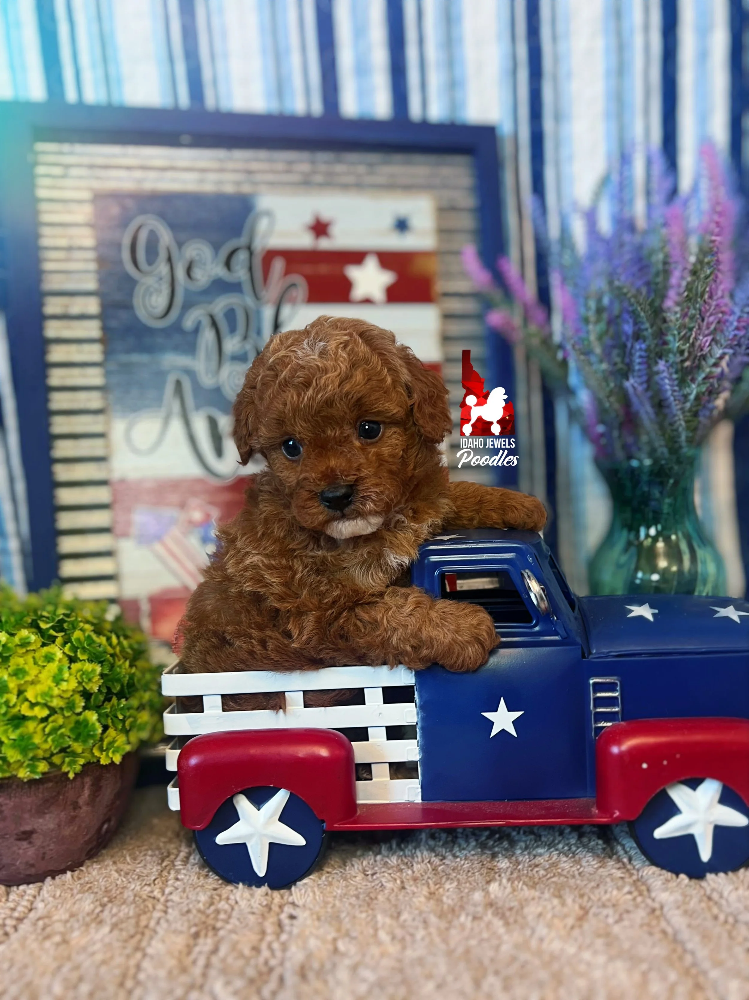 Bramble - 6 wks-2.jpg