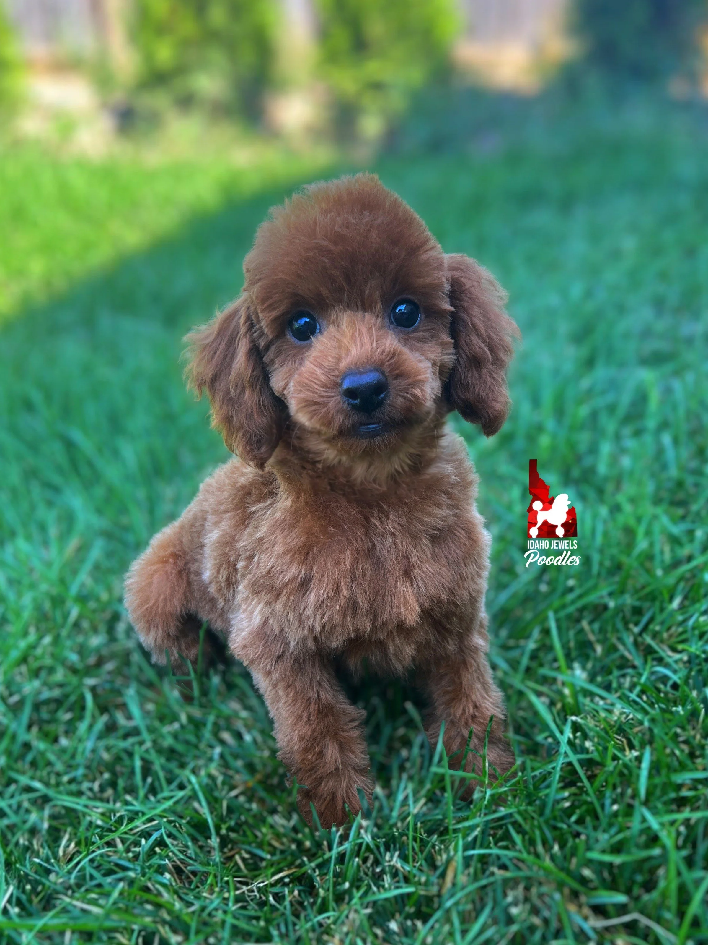 Nick Jonas - 12 wks.jpeg