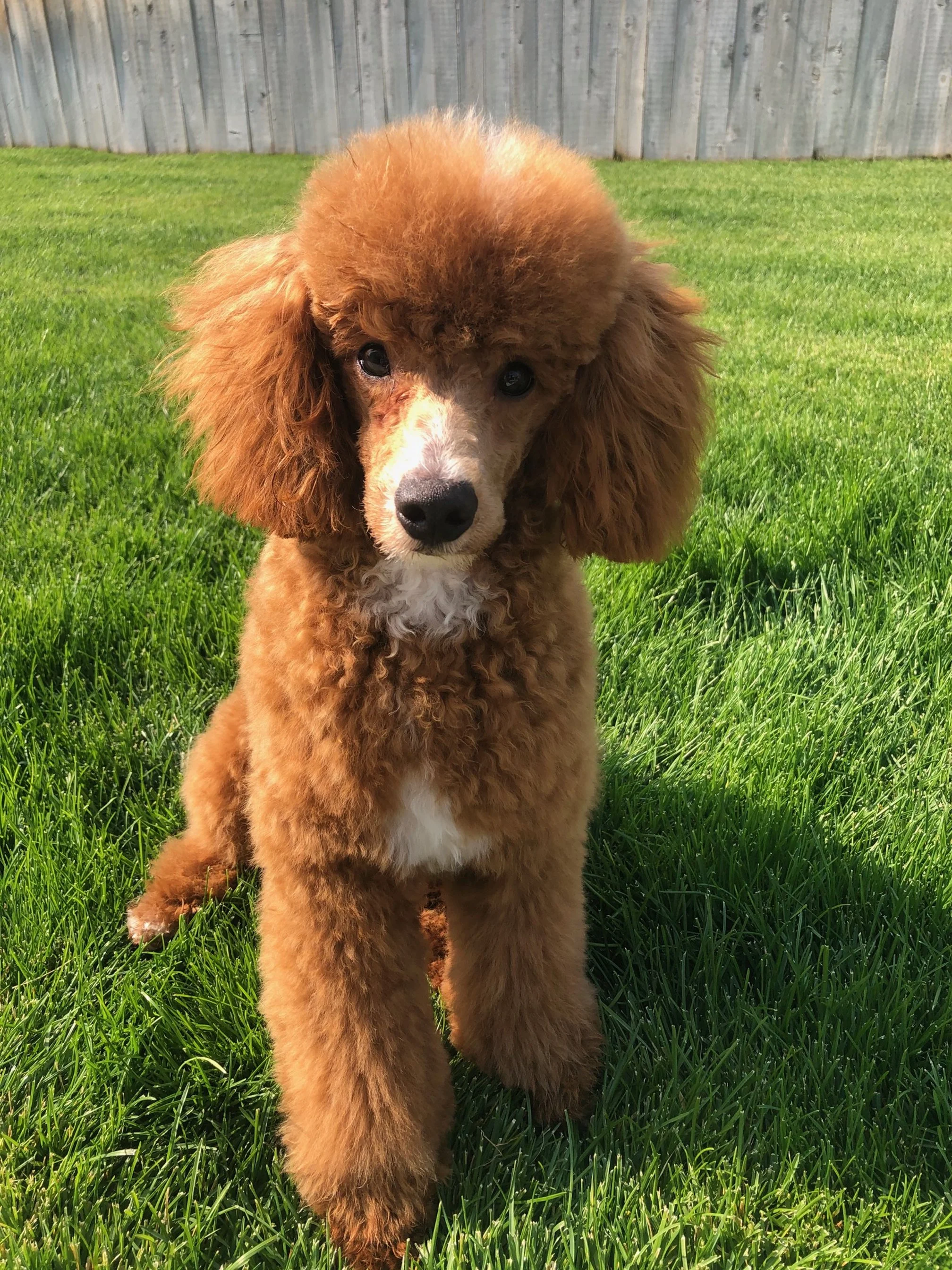 Raelynn Murphy boy Alder.jpeg