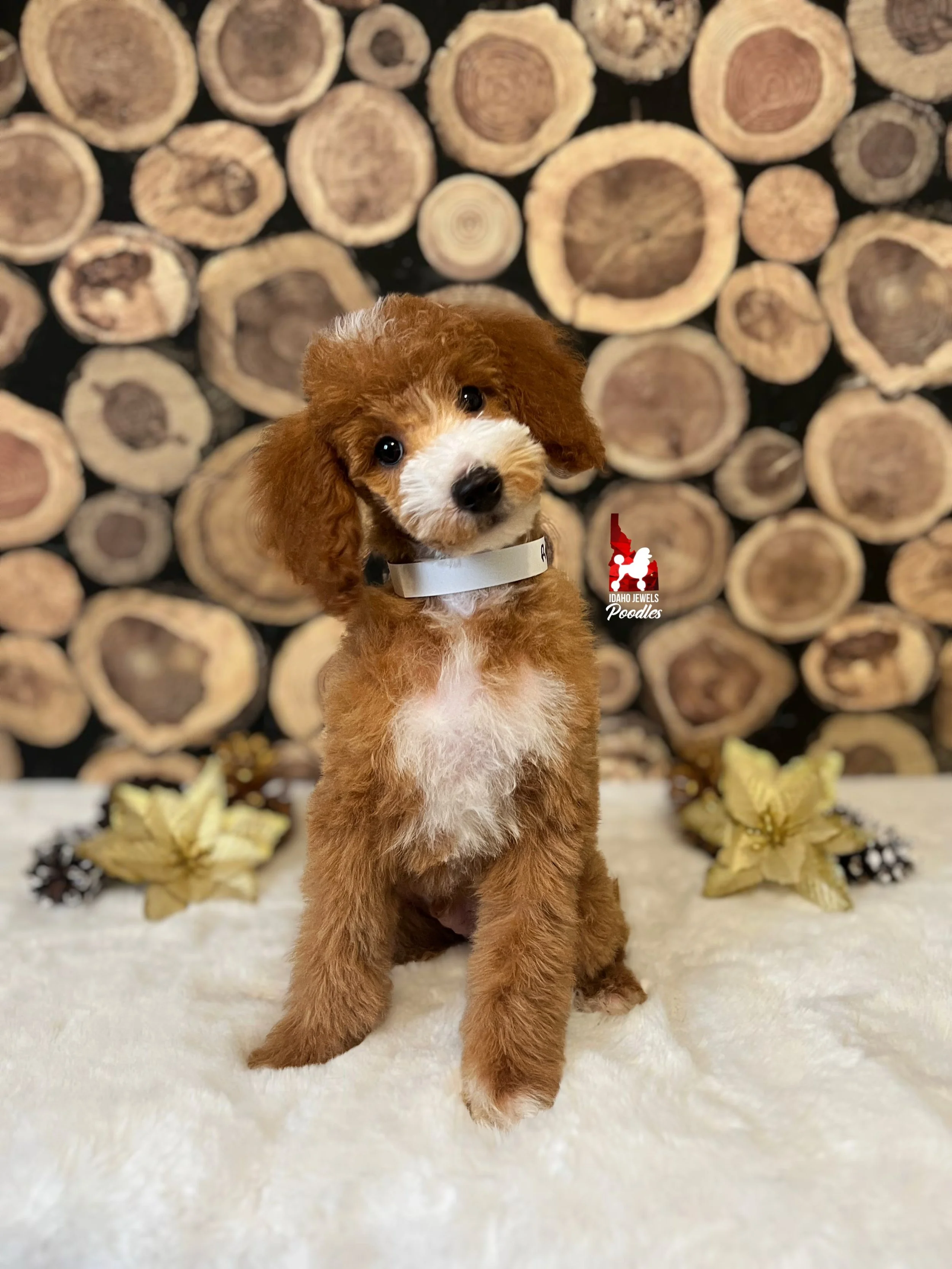 Ranger, Red with White Markings Mini Poodle Boy~ Breeder or Pet
