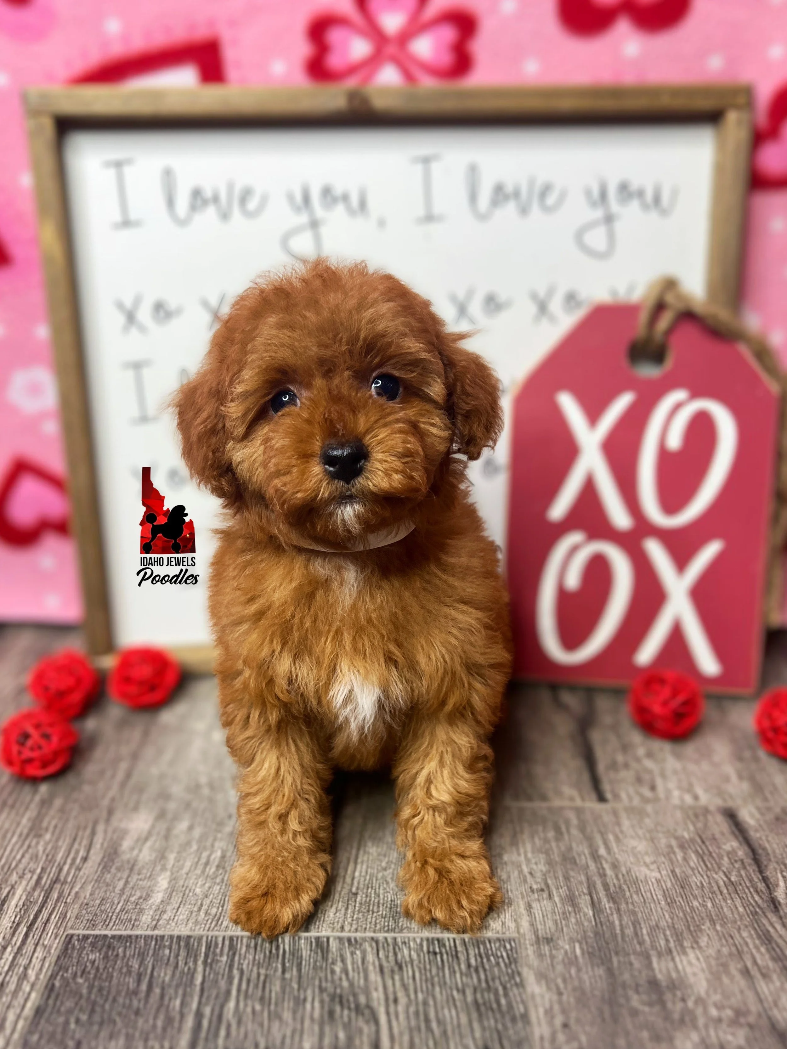 Crumble - 8 wks.jpeg