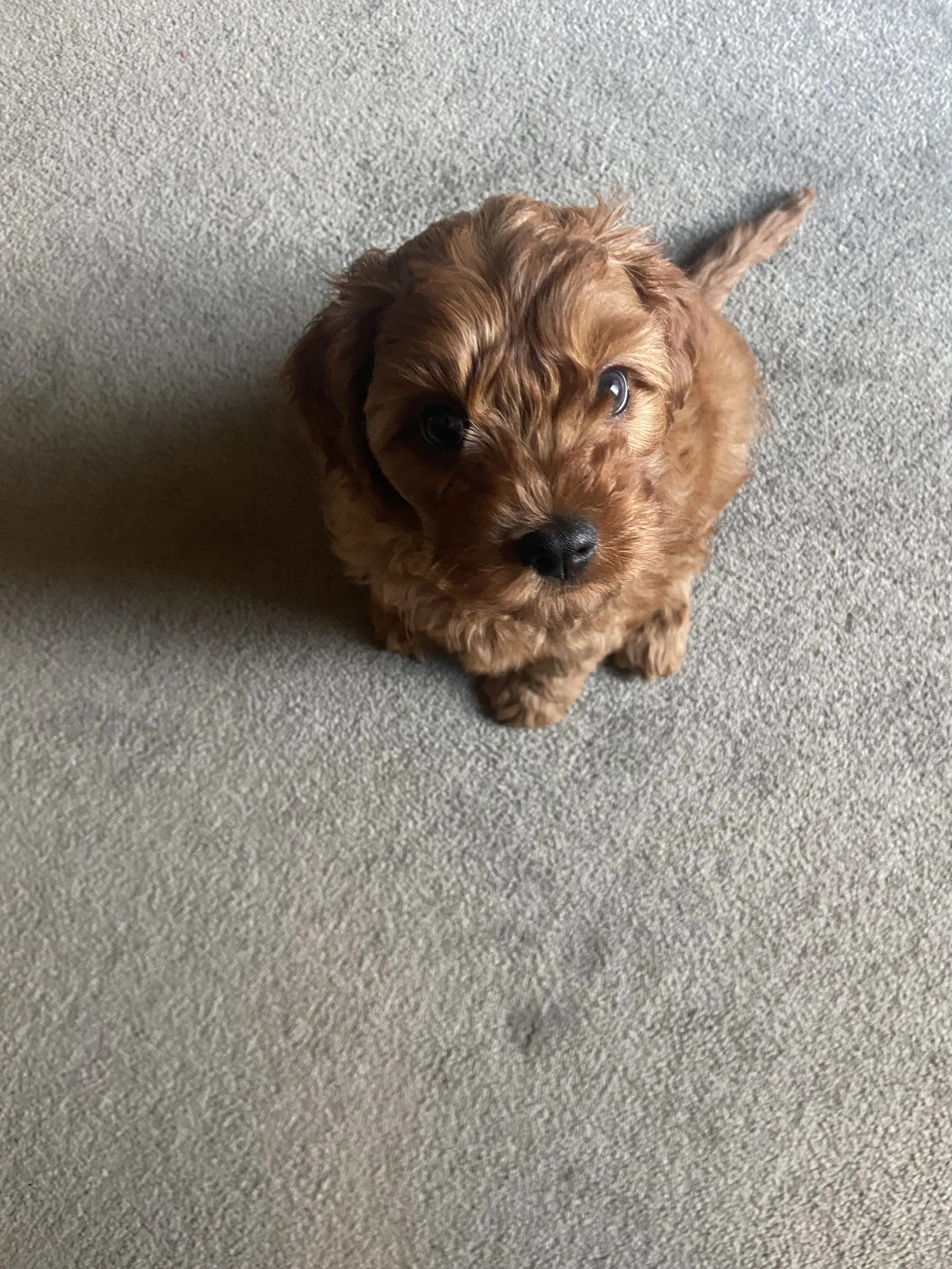 Ariana Rover S23 Alfie 9 wks.jpeg