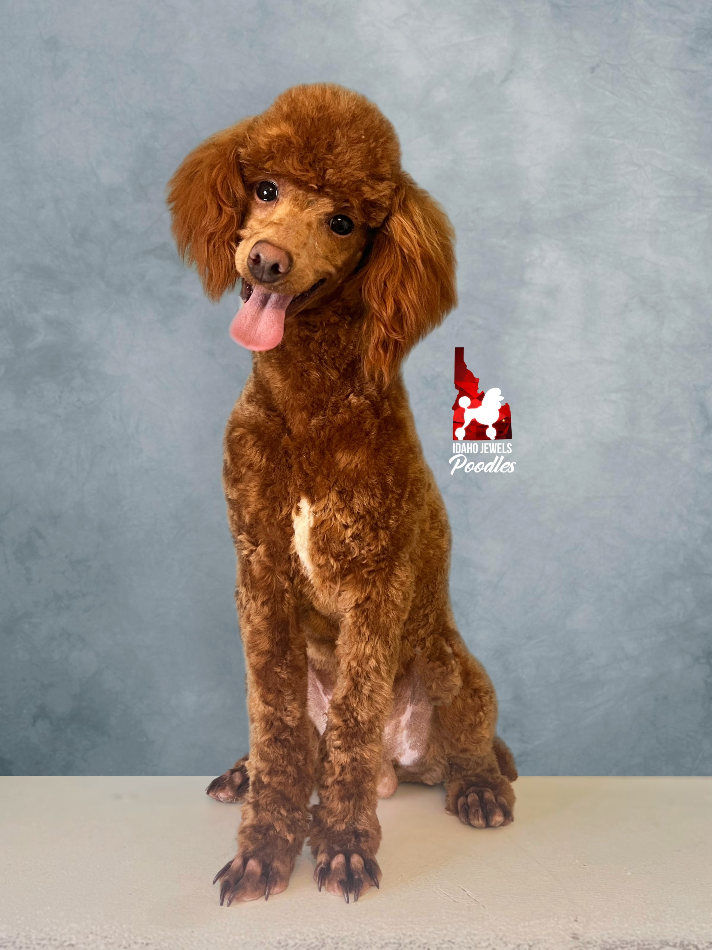 Toodles - shaved face professional  (1).png