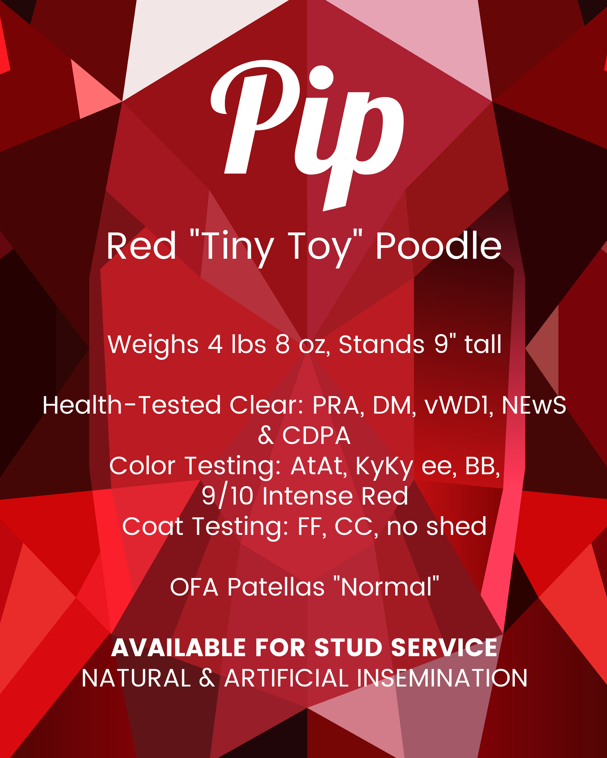 Pip info 2026 (1).png