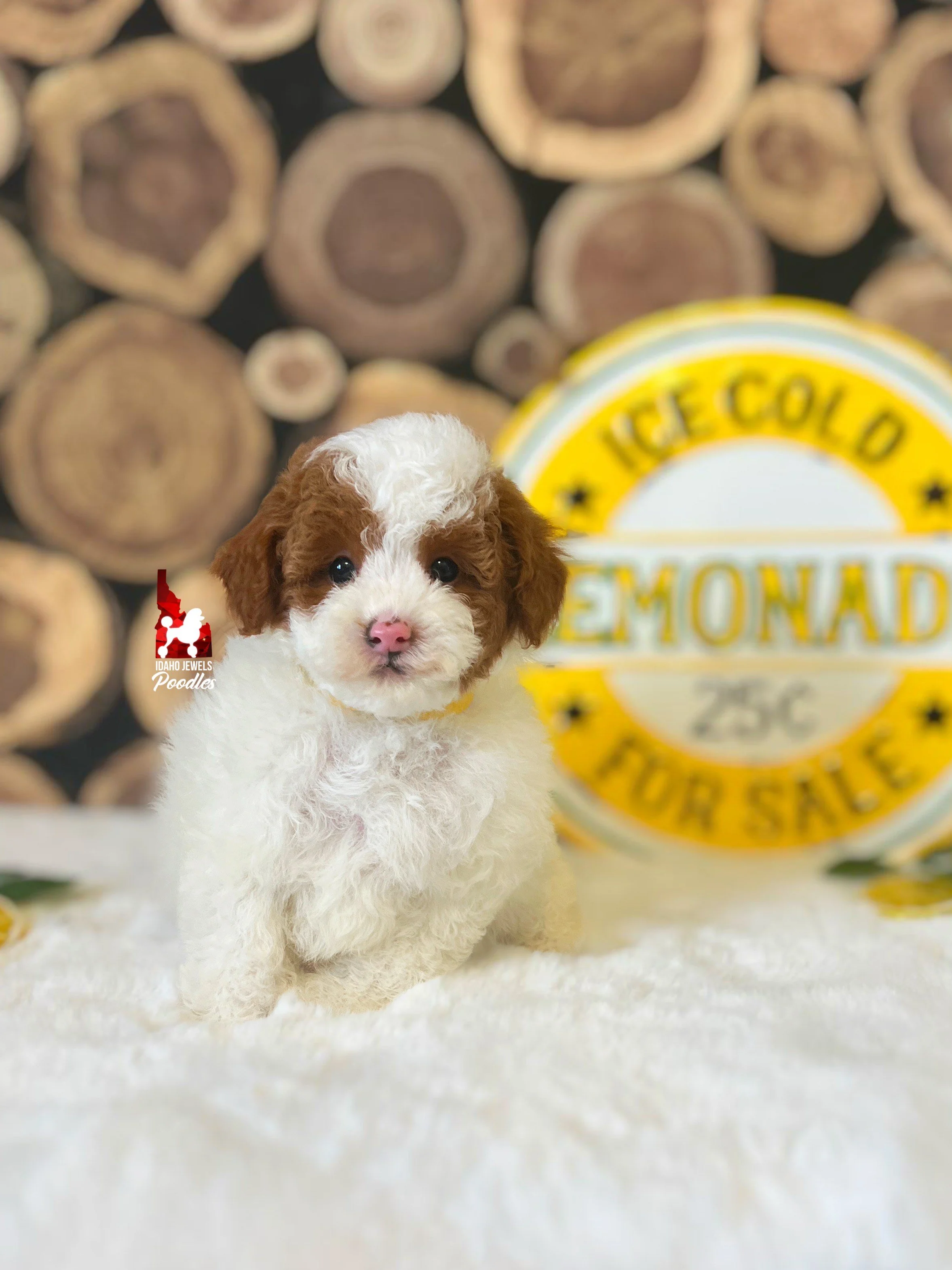 Jackson - 8 wks.jpeg