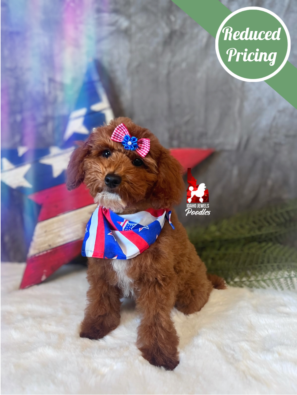 Malibu, Red w/ White Mini Poodle Girl~ Pet