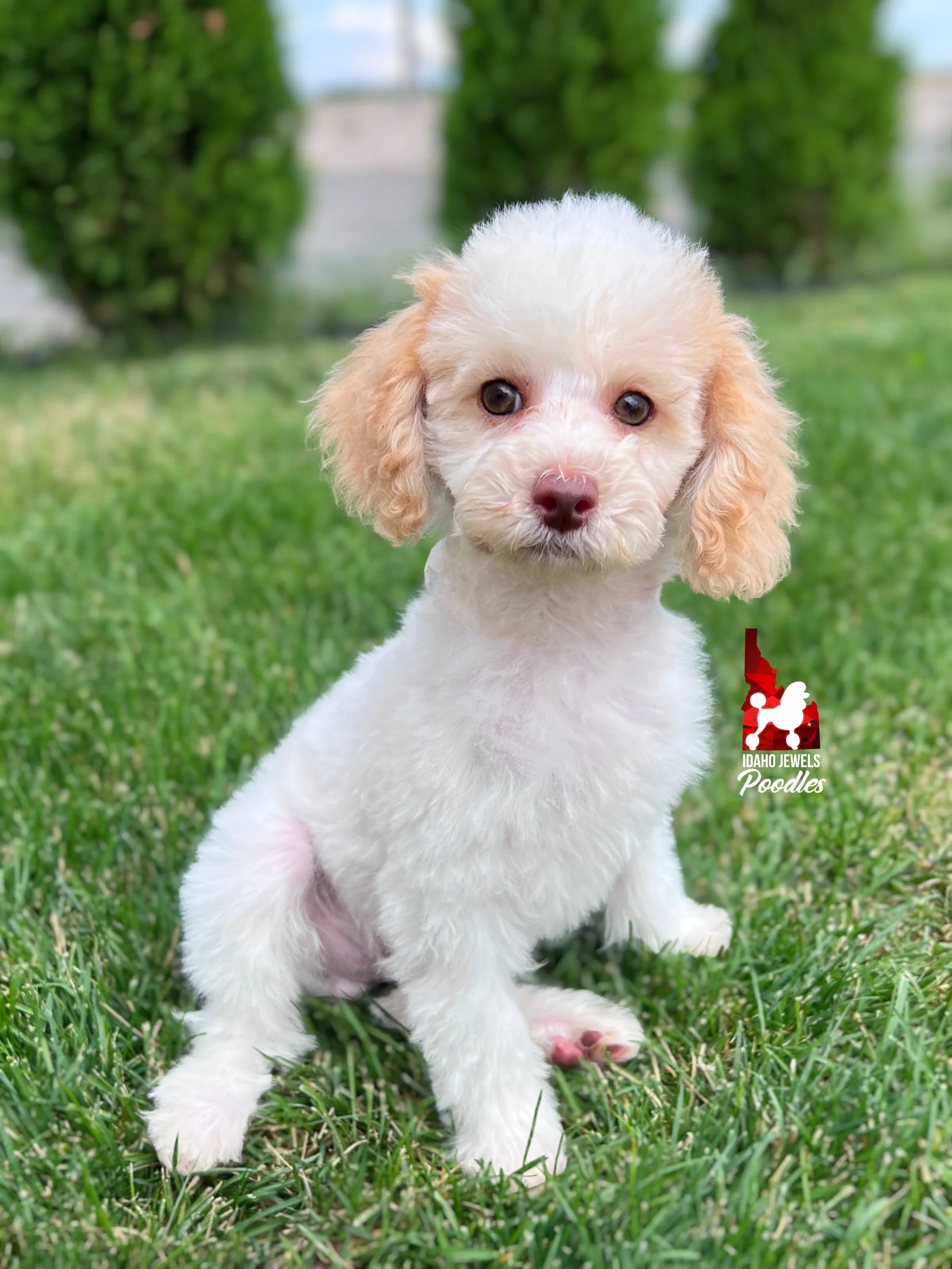 Jayden, Red/Apricot Parti (Hidden Phantom) Mini Poodle Boy~ Breeder or Pet