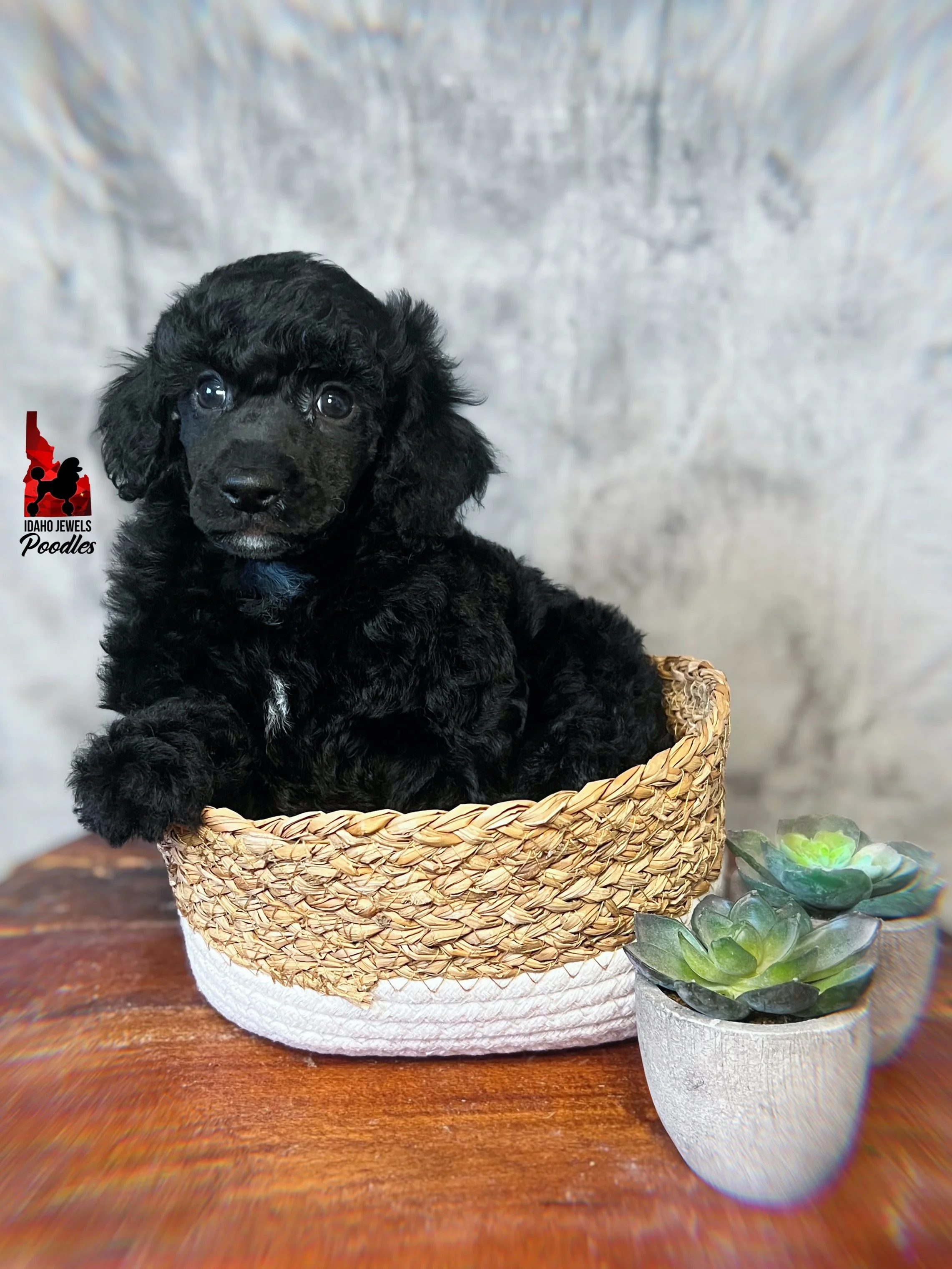 Bear 6 wks-3.jpg