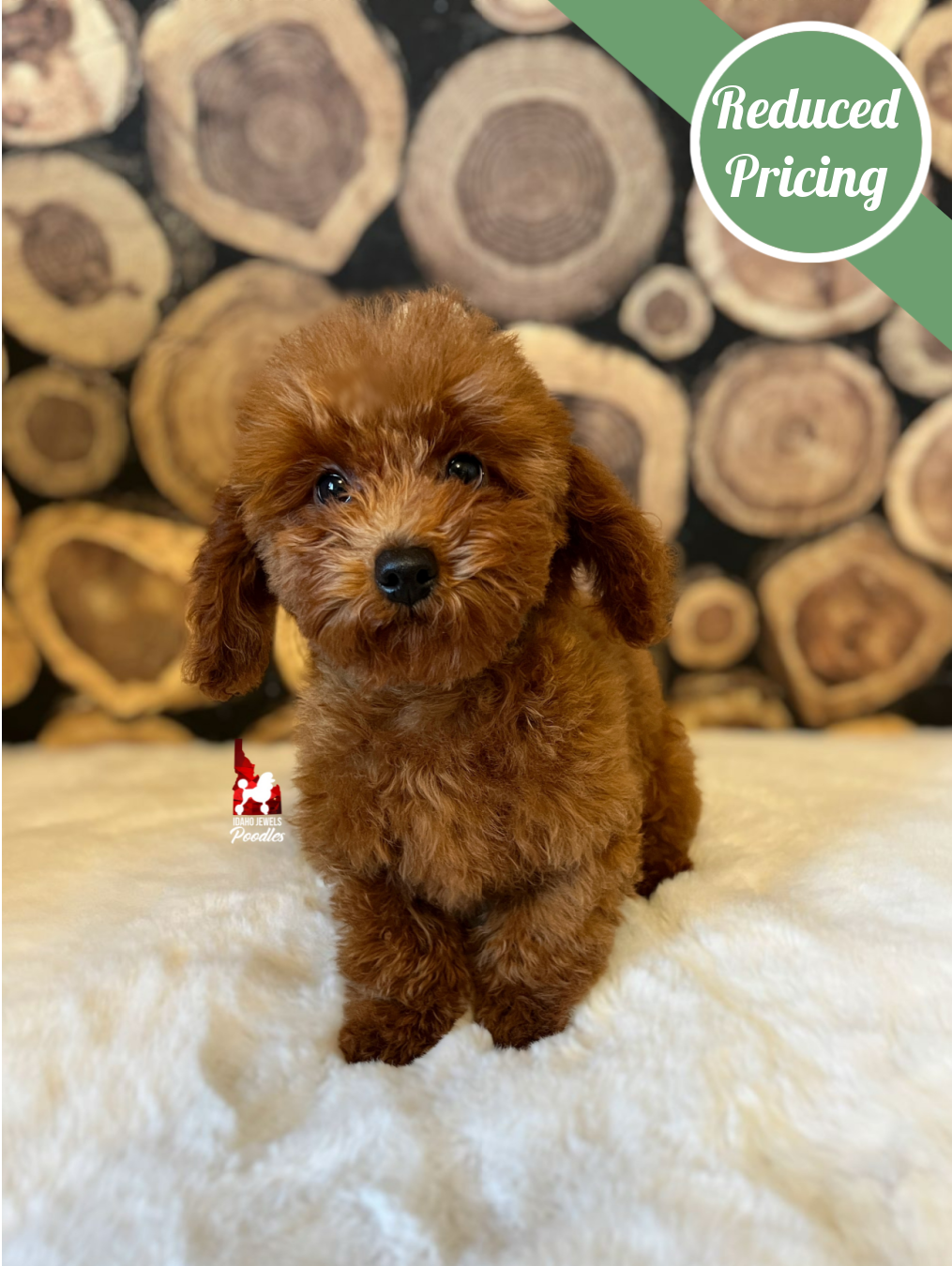 Buddy, Red Toy Poodle Boy ~ Pet