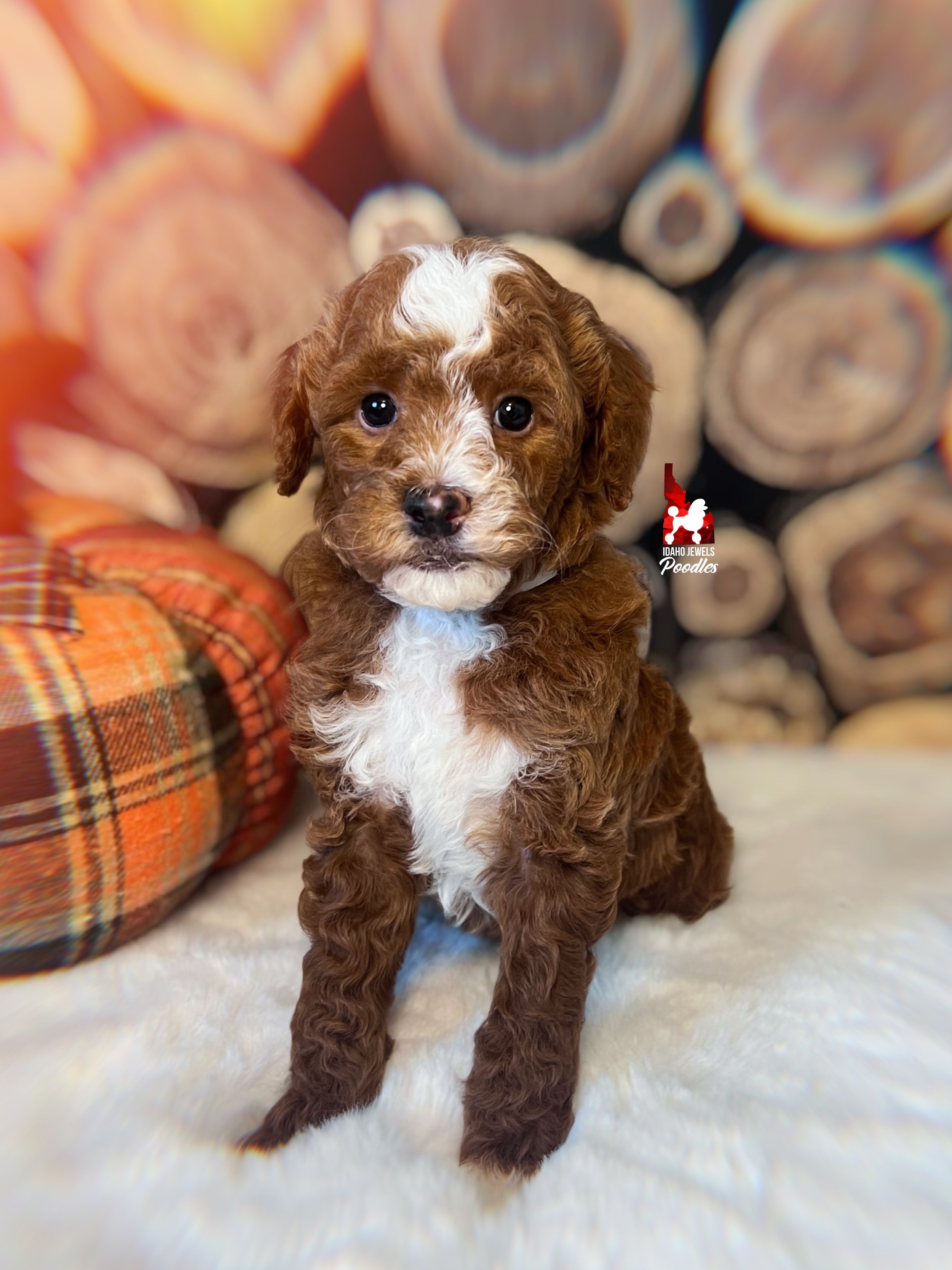 Cinnamon - 6 wks-2.jpg
