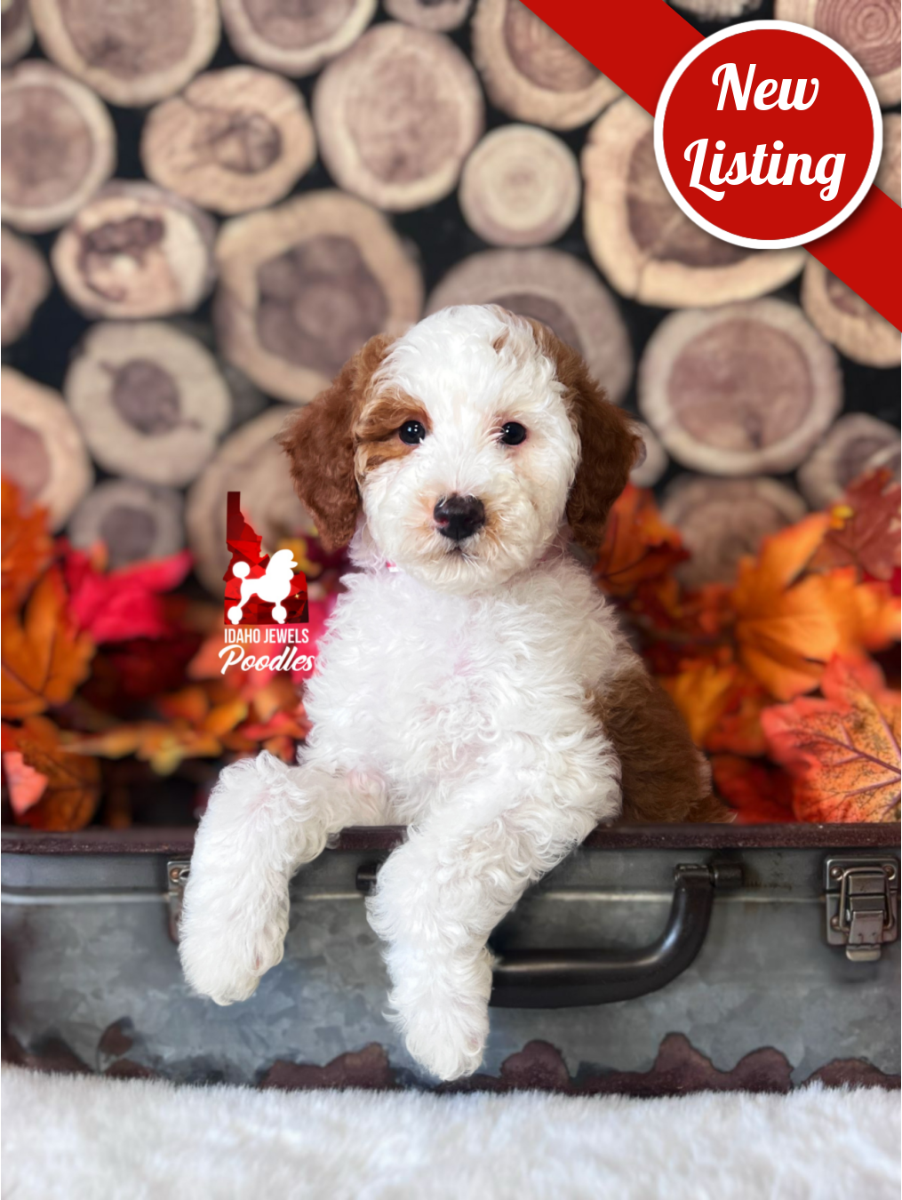 Uno, Red Parti Moyen-Sized Poodle Boy~ Breeder or Pet