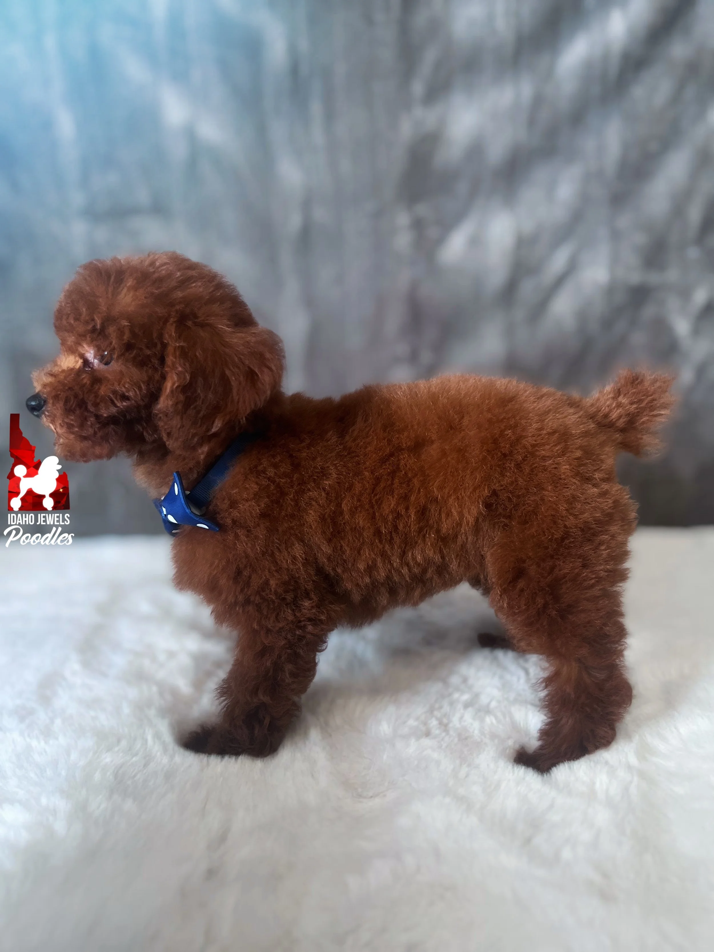 Balto - 12 wks-4.jpg