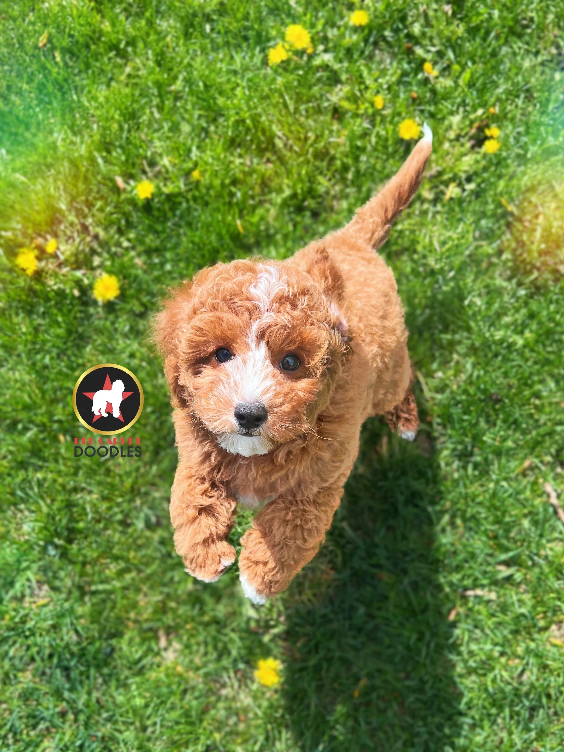 Flint - 10 wks-4.jpg