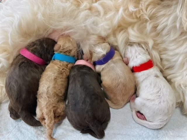 annabelle twix puppies from christine lewy.jpeg