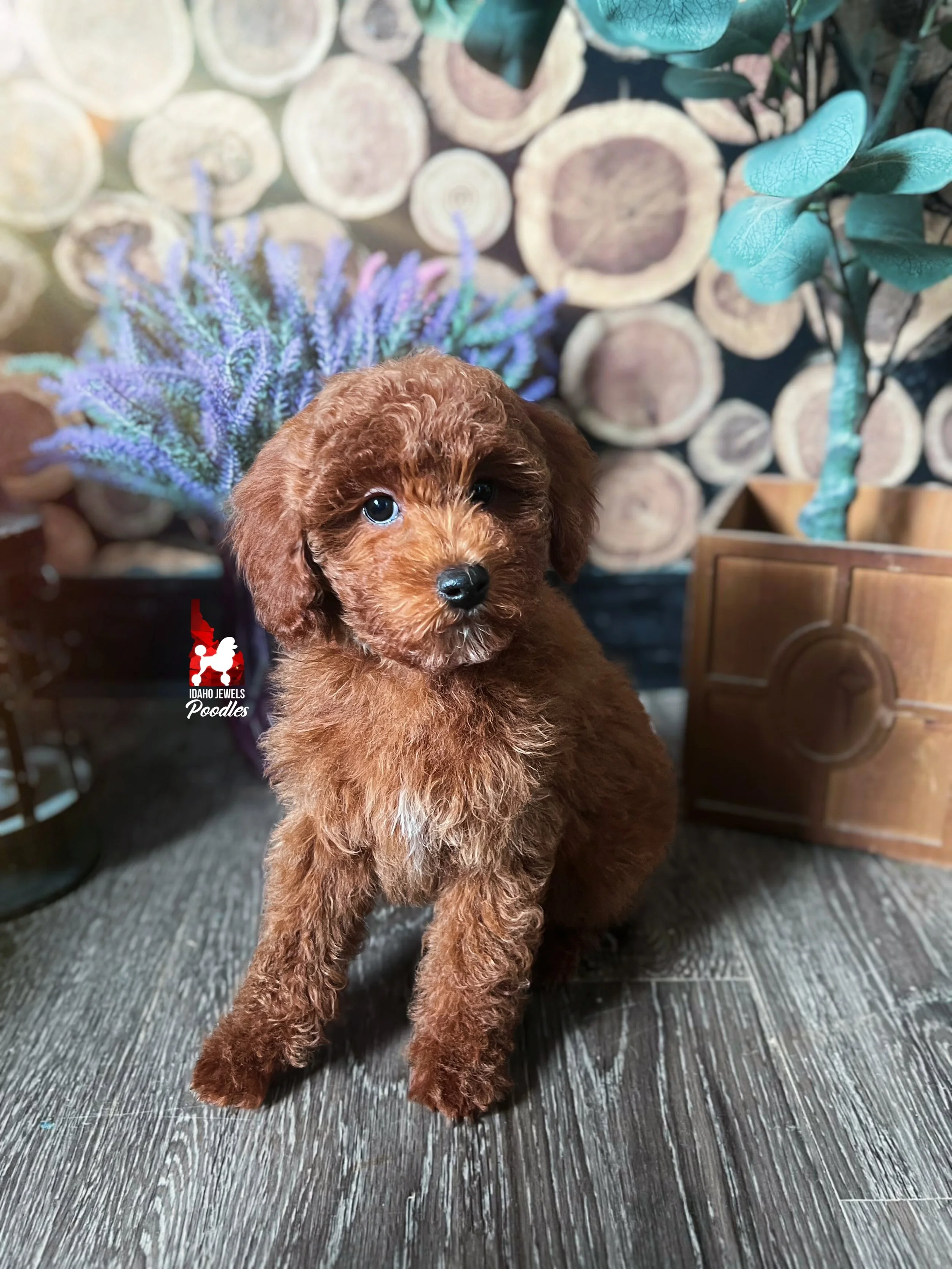 Biscuit, Red Mini Poodle Boy~ Breeder or Pet