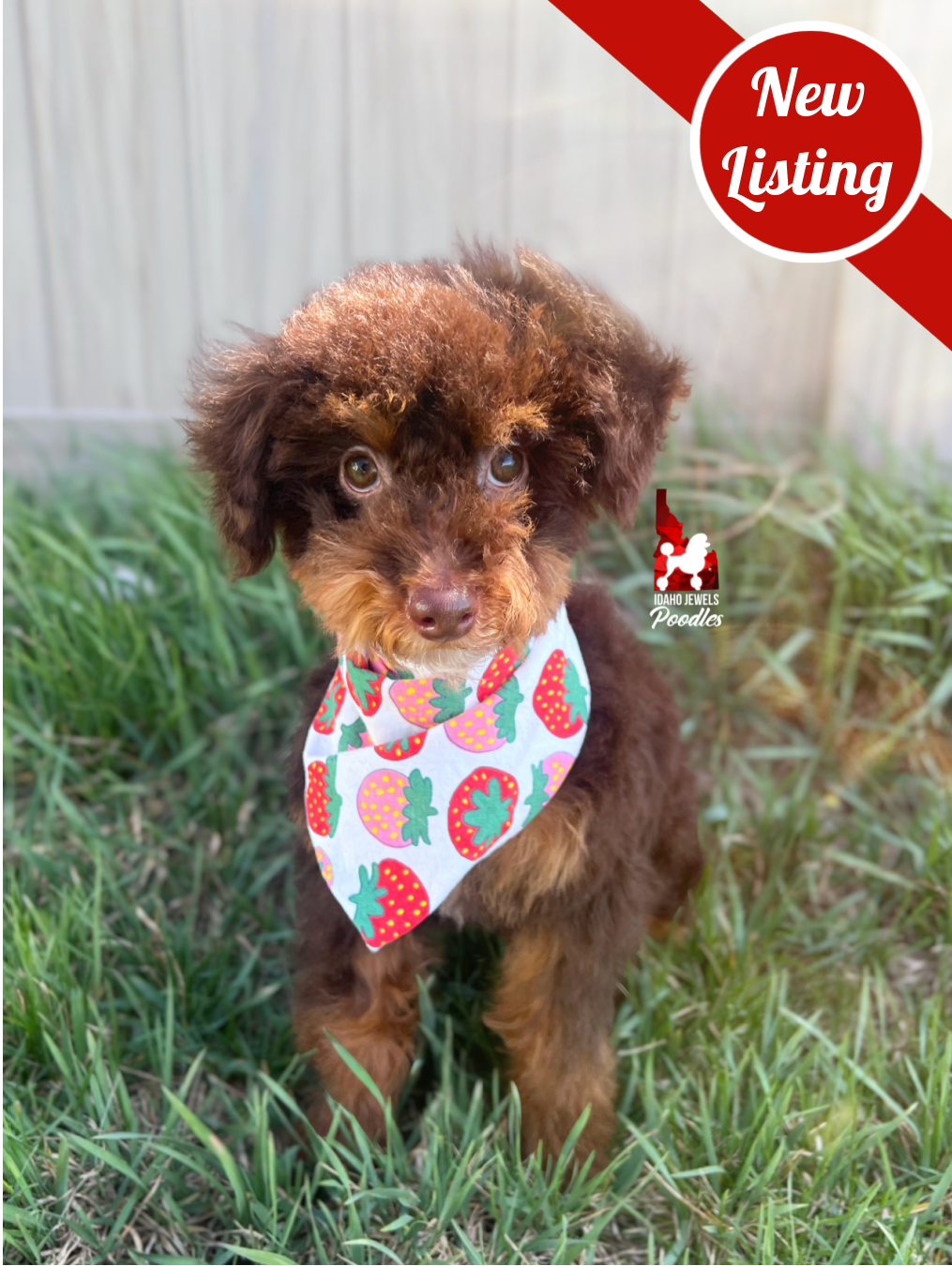 Ace, Brown Phantom Small Mini Poodle Boy ~ Pet