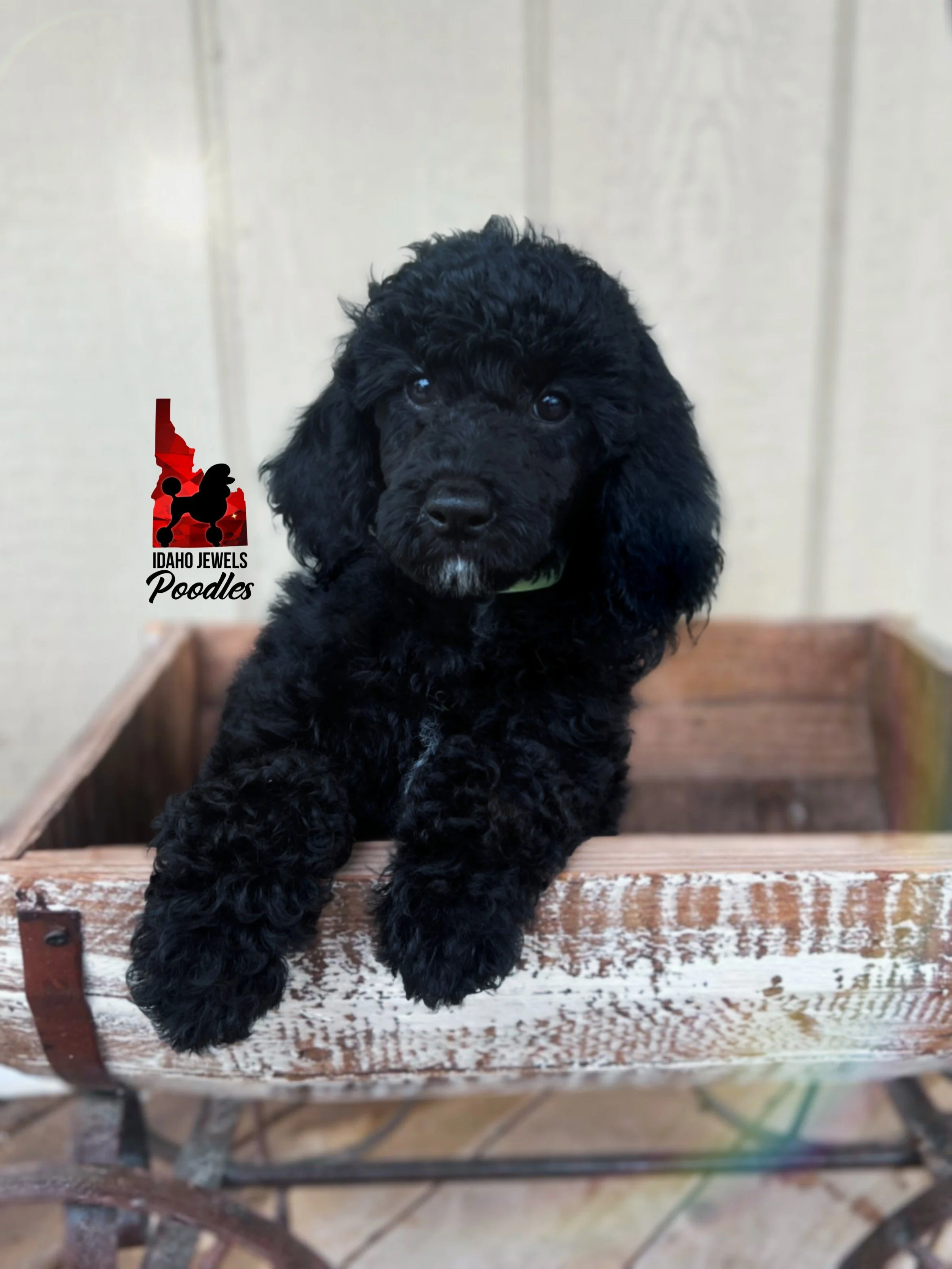 Teddybear - 10 wks-2.jpg